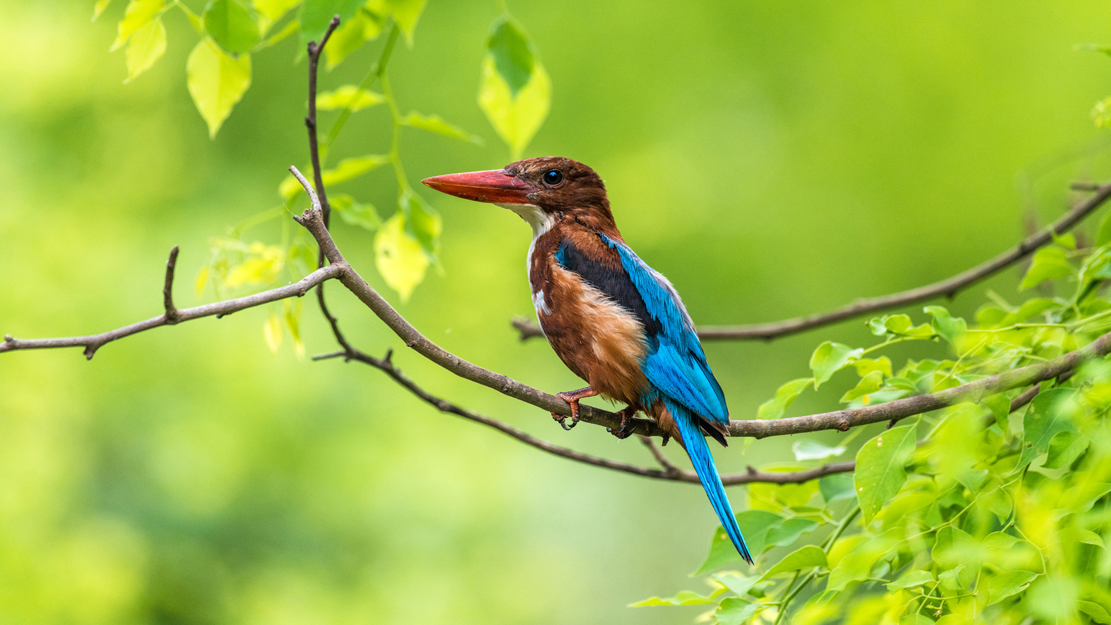 Hues of a hunter, India, 4K ultra HD, TV wallpaper, 3840x2160 4K Desktop