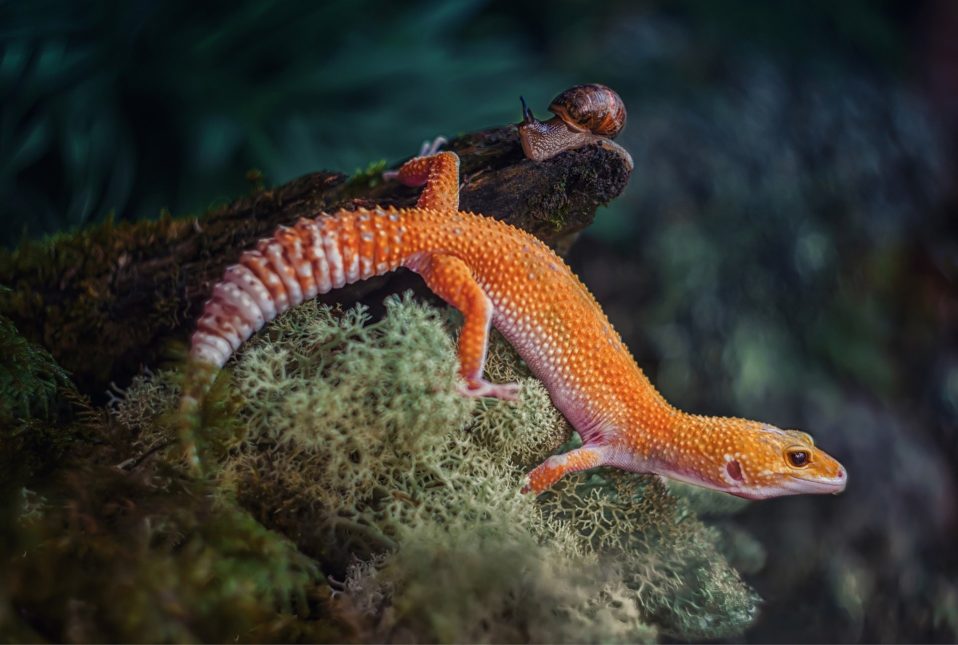 Leopard gecko elegance, Striking reptile, Mesmerizing pattern, Beautiful creature, 1920x1300 HD Desktop