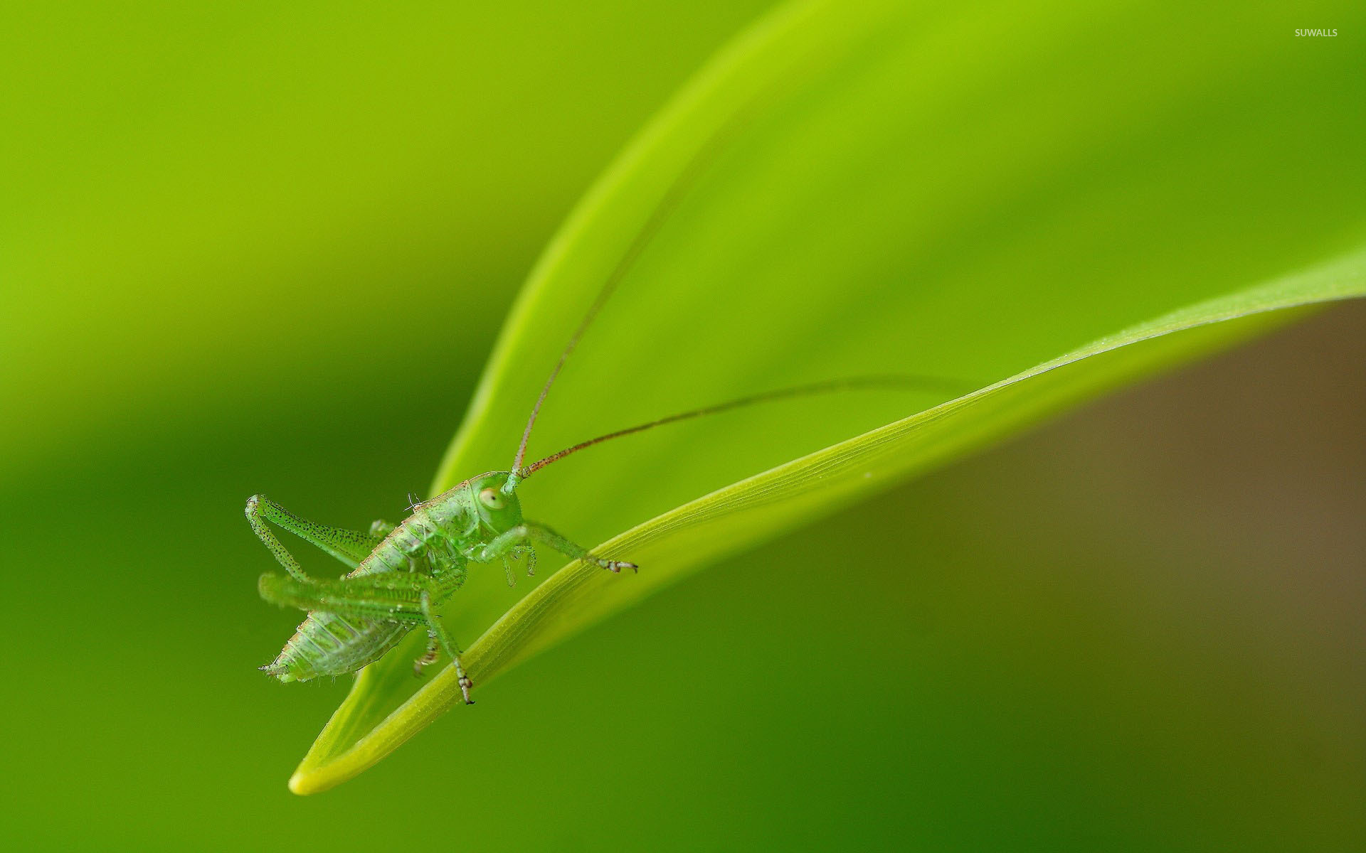 Grasshopper wallpaper, Nature's harmony, Animal wallpapers, Vibrant colors, 1920x1200 HD Desktop