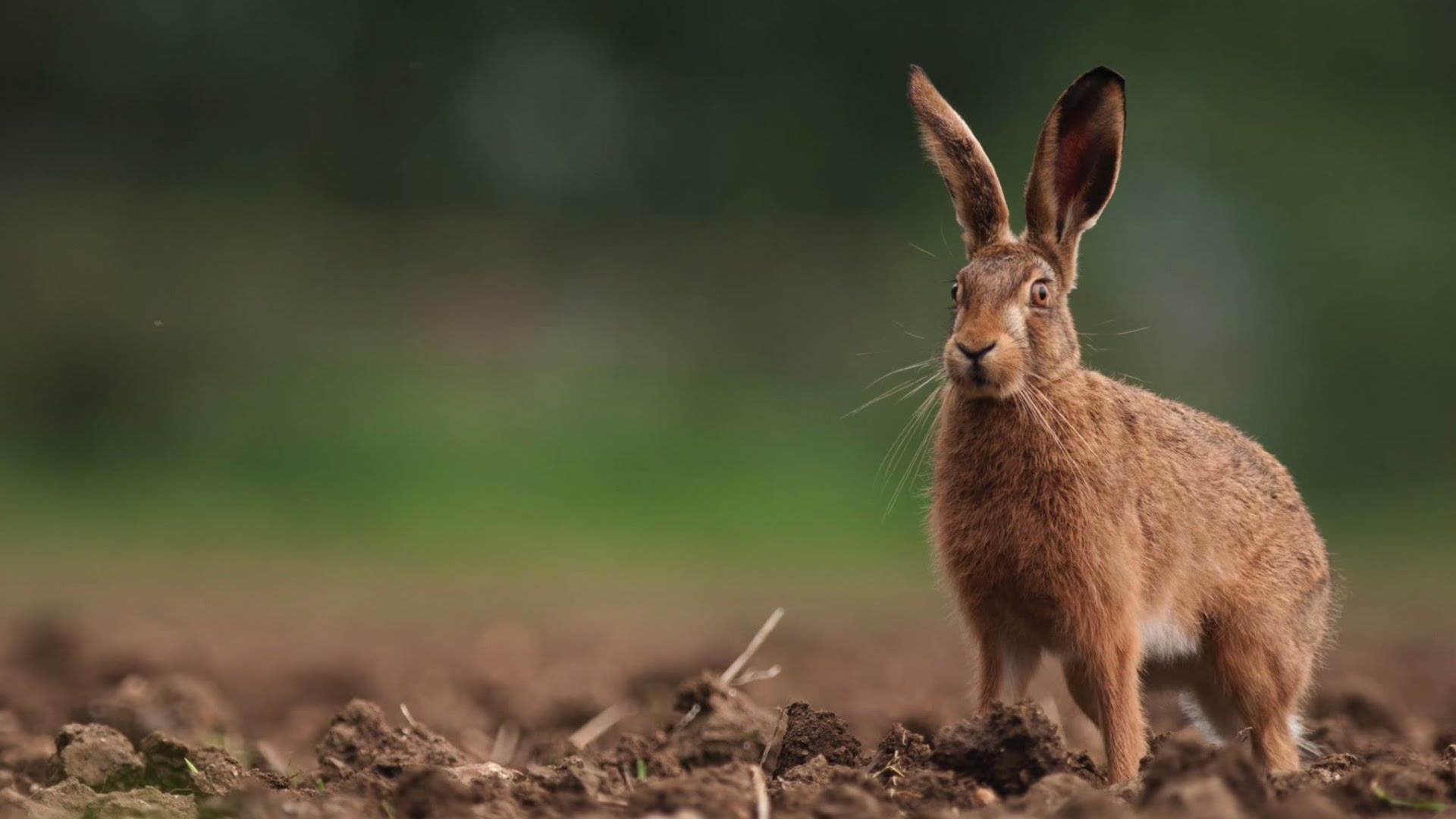 Wild hare, Jungle habitat, Nature photography, Free image download, 1920x1080 Full HD Desktop