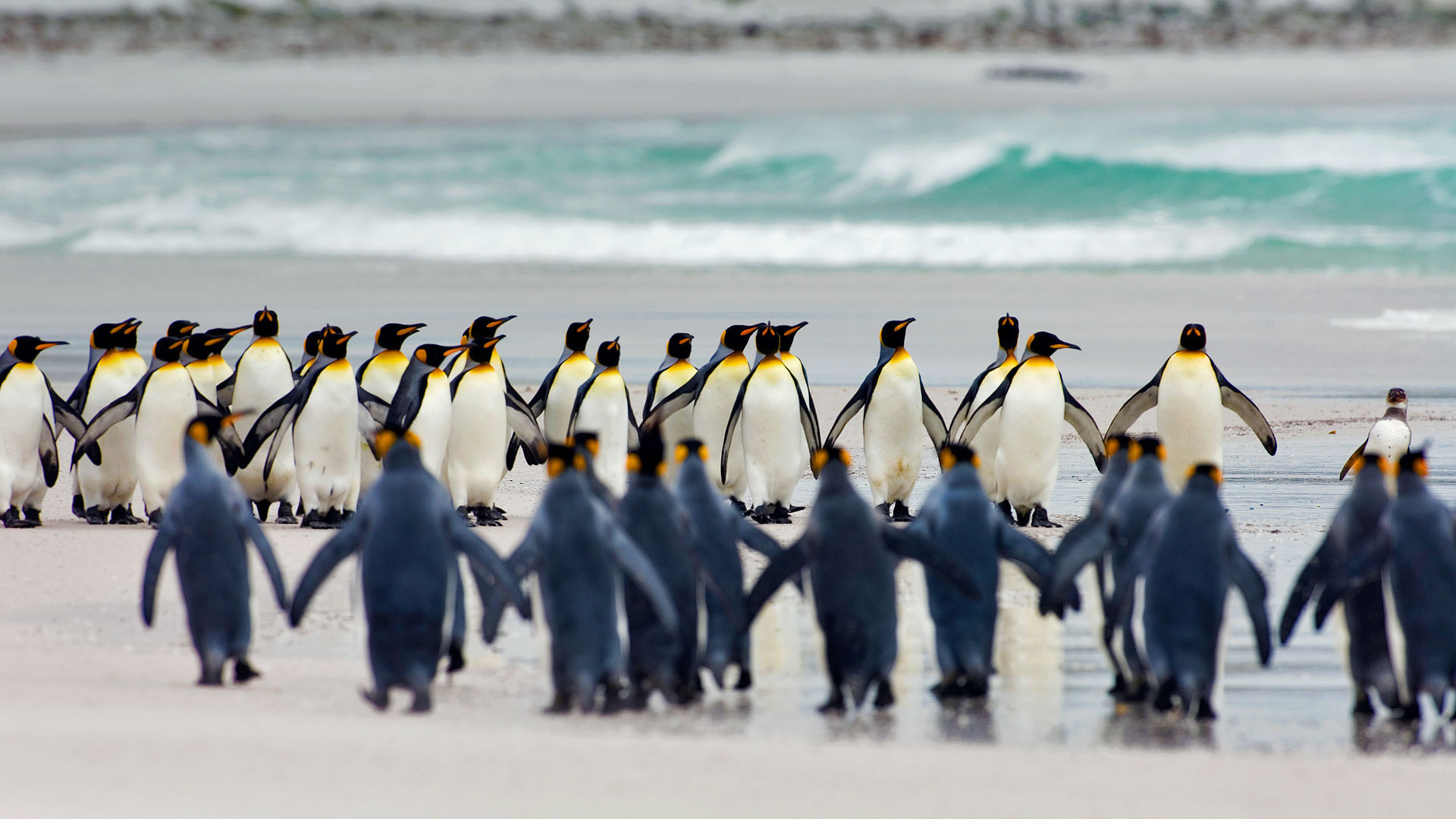 Penguin, King penguins, Falkland Islands, Breathtaking beauty, 1920x1080 Full HD Desktop