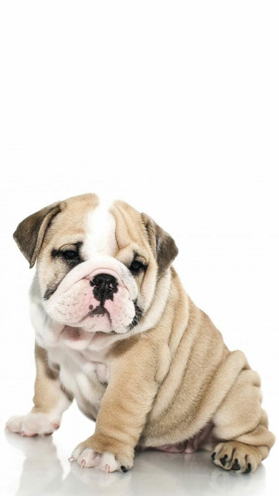 Bulldog, British bulldog, Bulldog wallpaper, Iphone 6 wallpaper, 1080x1930 HD Phone