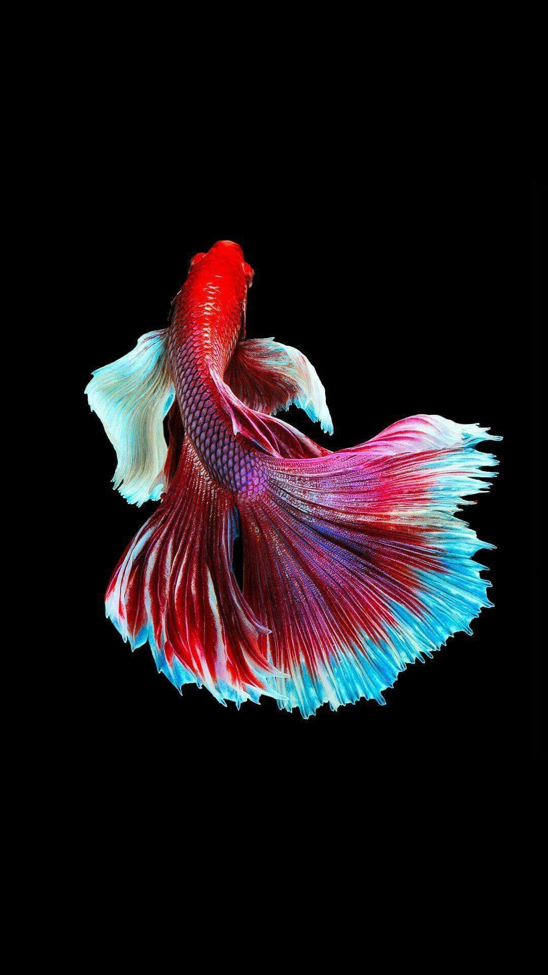 Cool fish wallpapers, HD photo collection, Exquisite underwater beauty, Vibrant marine life, 1080x1920 Full HD Phone