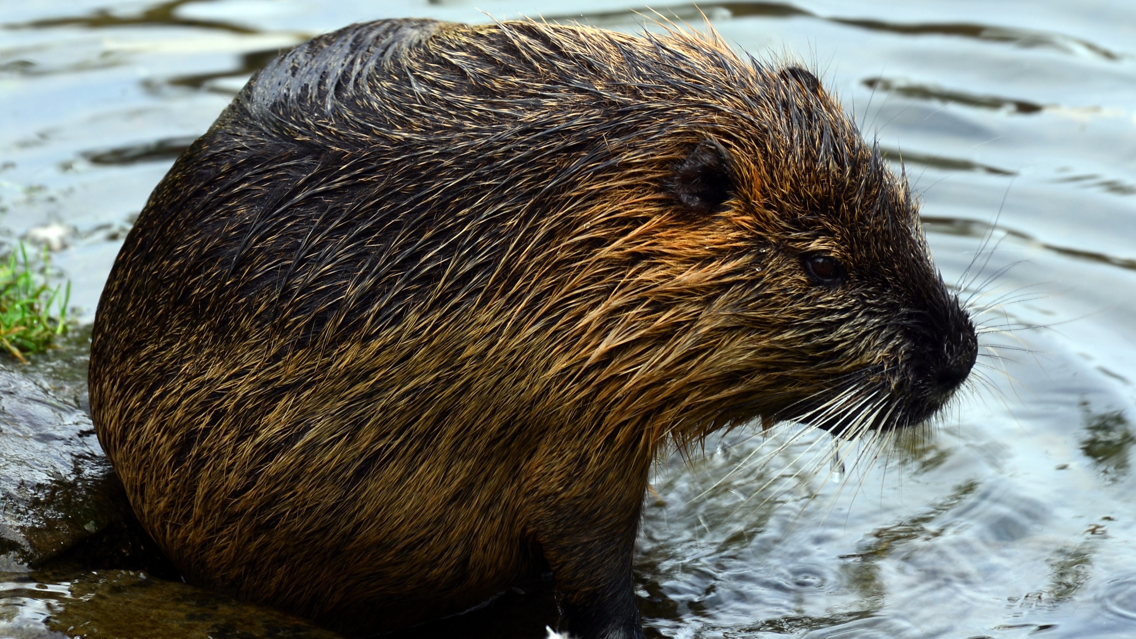 Beaver, Bathing, Baltana, Wallpaper, 3840x2160 4K Desktop