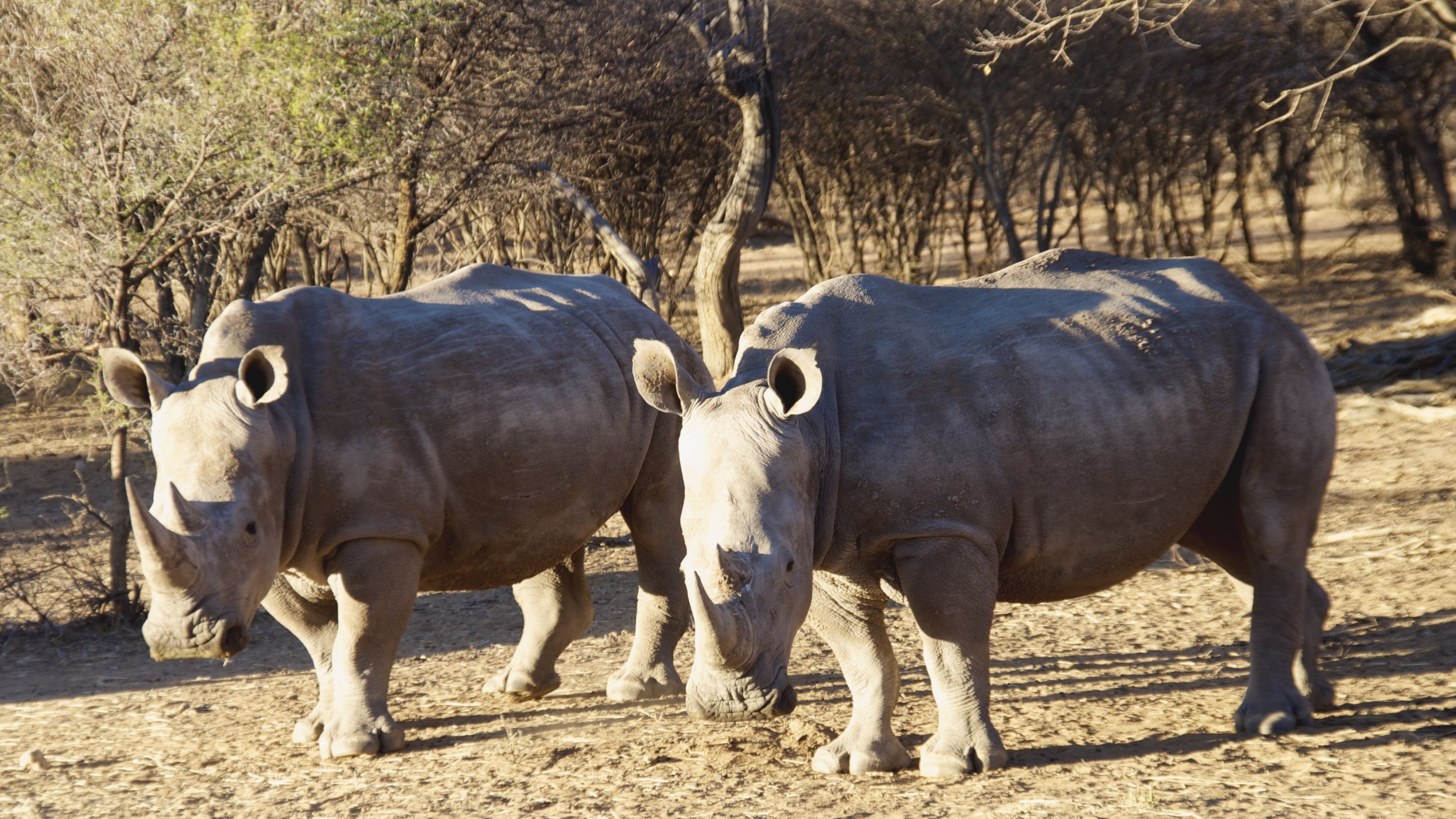 White rhinos, Wild Animals Wallpaper, 3840x2160 4K Desktop