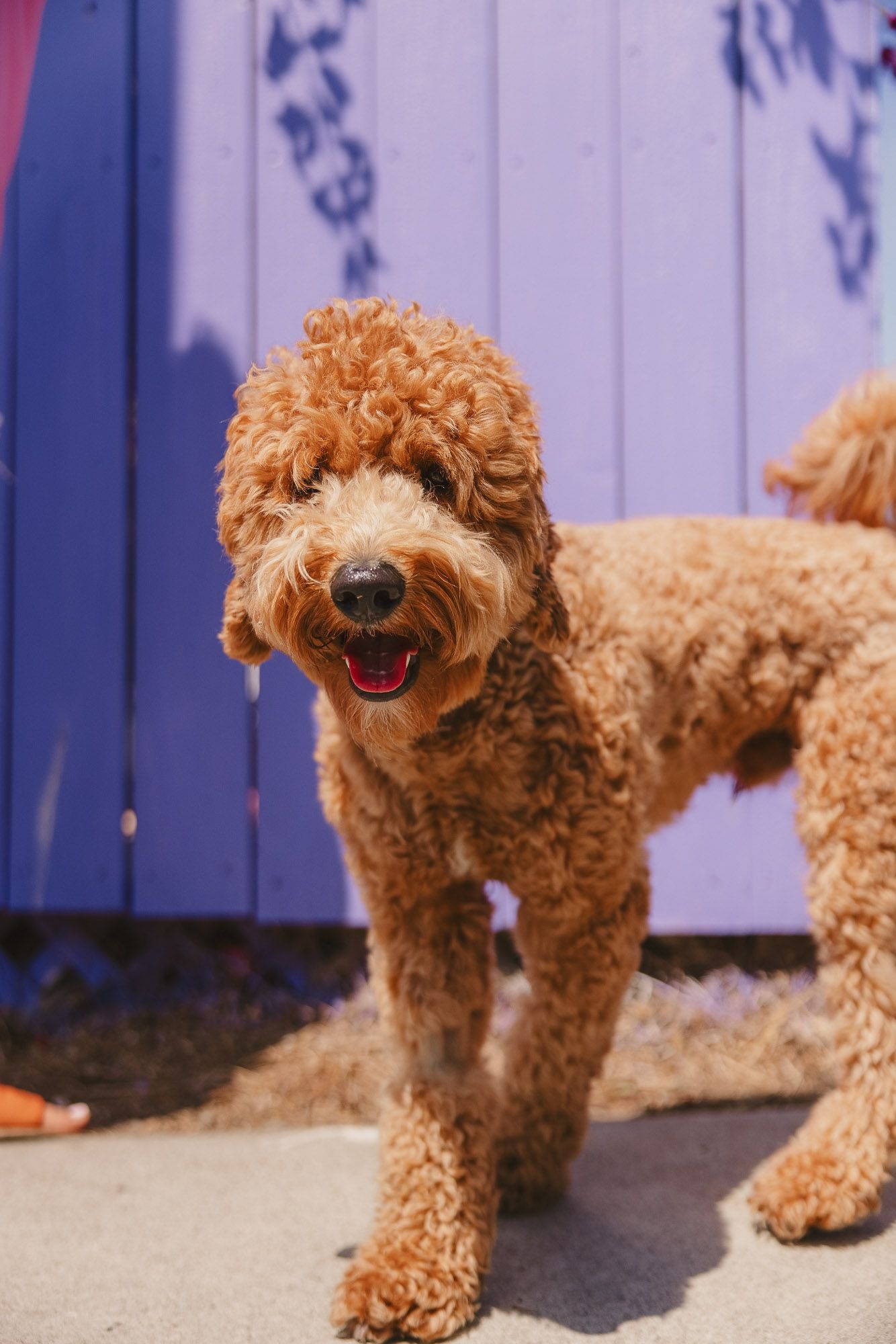 Airedoodle, Playful dogs, Tongue-out Tuesday, Goofy moments, 1340x2000 HD Phone