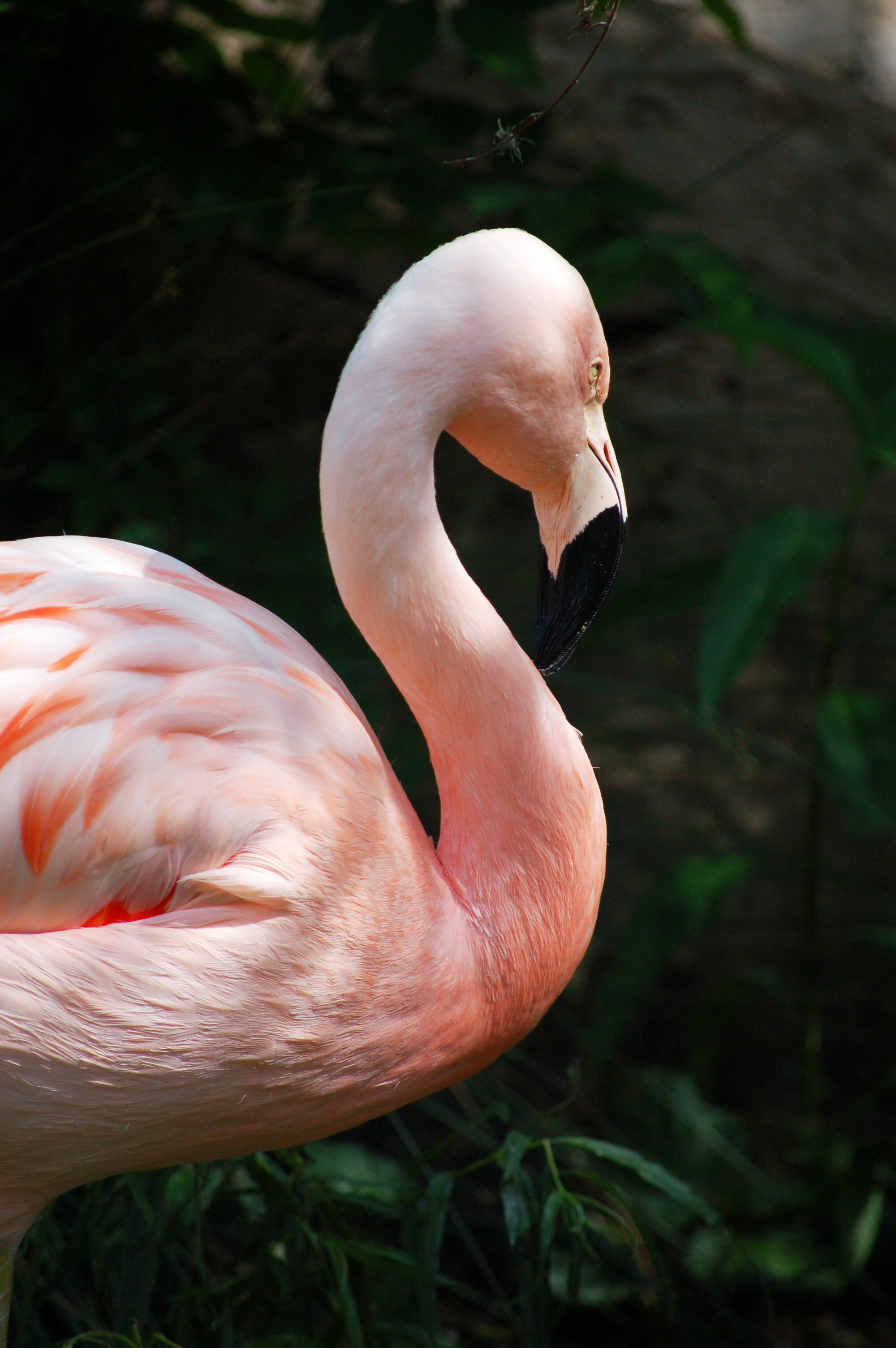 Neon flamingo image, Unique stock photo, iPhone wallpaper, Eye-catching, 2000x3010 HD Phone