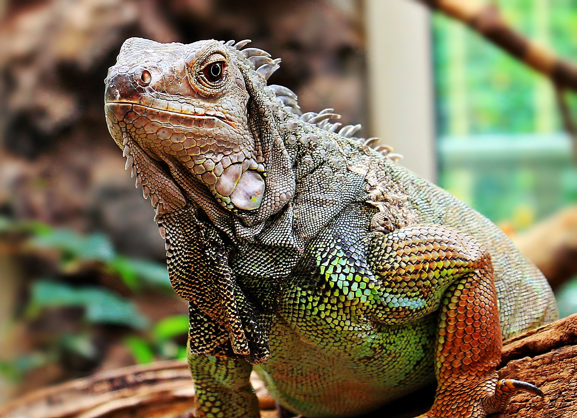 Wild iguana, Animal, Iguana, Jungle, 1920x1390 HD Desktop