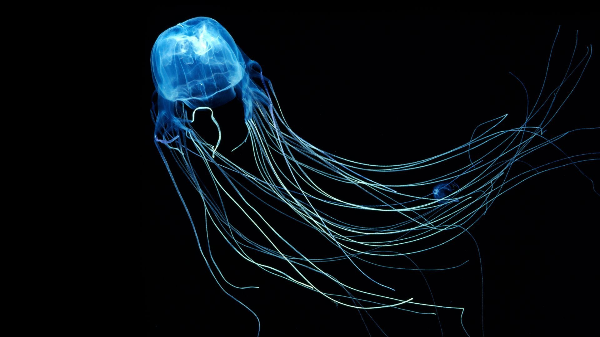 Chironex fleckeri, Jellyfish Wallpaper, 1920x1080 Full HD Desktop