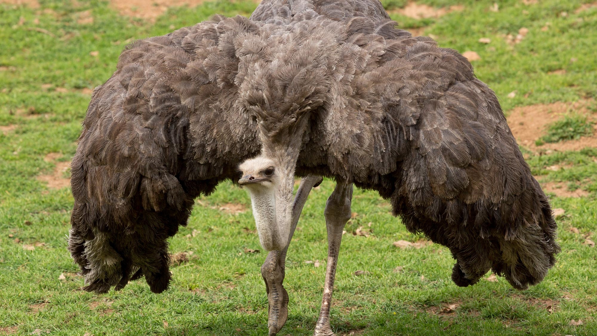 Ostrich safari, West Coast adventure, Close encounters, Exciting wildlife, 2000x1130 HD Desktop