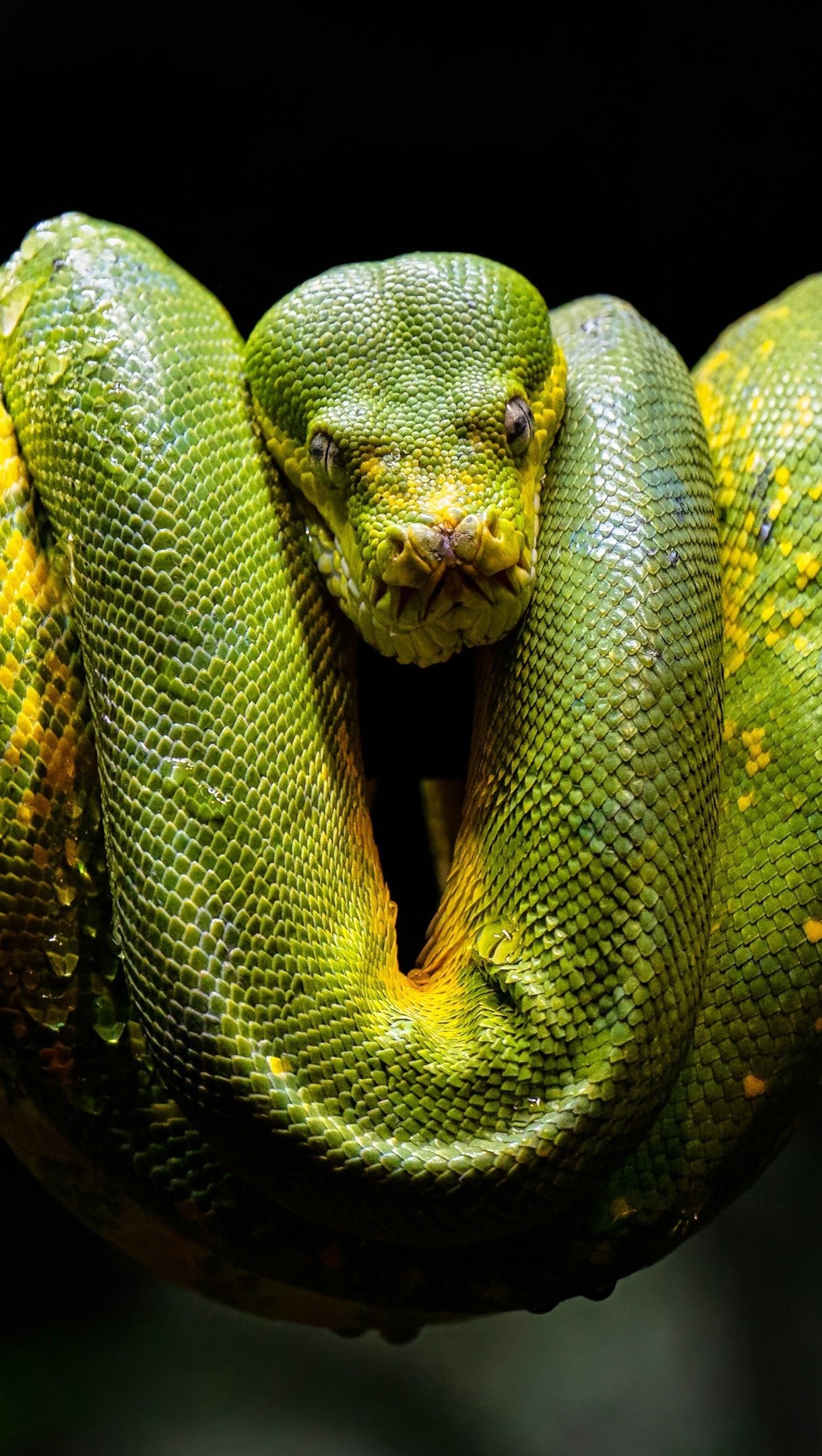 Green python, Green wallpaper, 4K Ultra HD, Striking serpent, 1220x2160 HD Phone