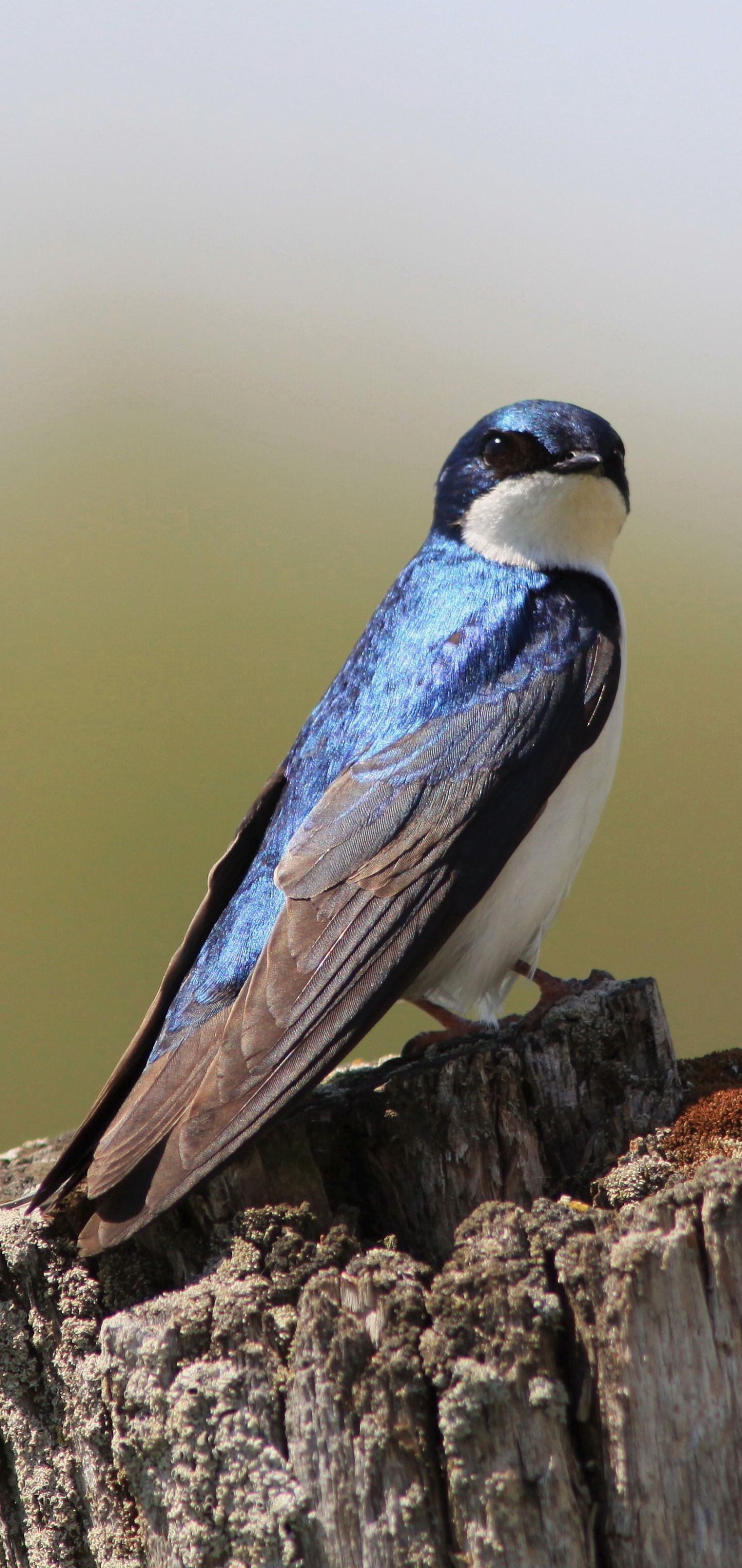 Tree swallow, Swallow Wallpaper, 1440x3040 HD Phone