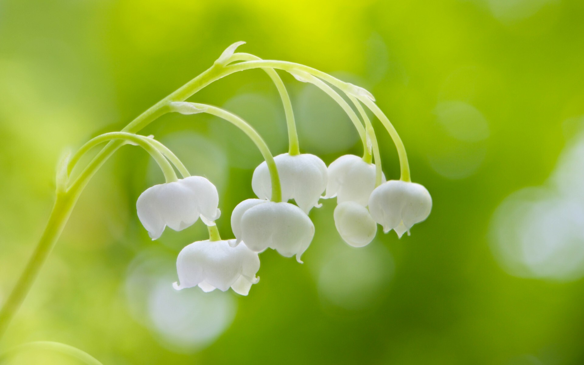 High-quality images, Stunning floral wallpapers, Unforgettable beauty, Lily of the valley delight, 1920x1200 HD Desktop