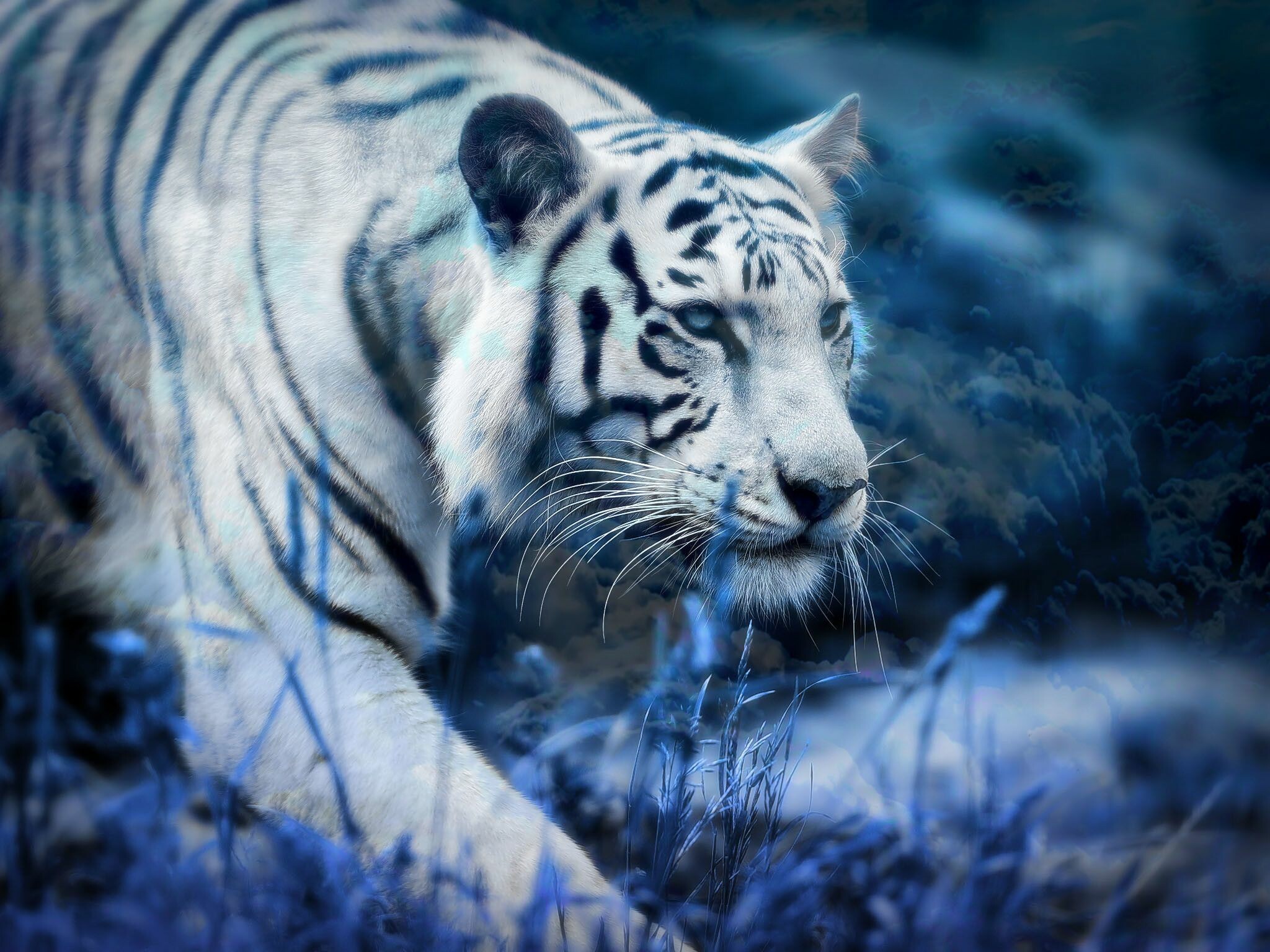 Snow tiger beauty, Majestic creature, Striking winter scene, Captivating imagery, 2050x1540 HD Desktop