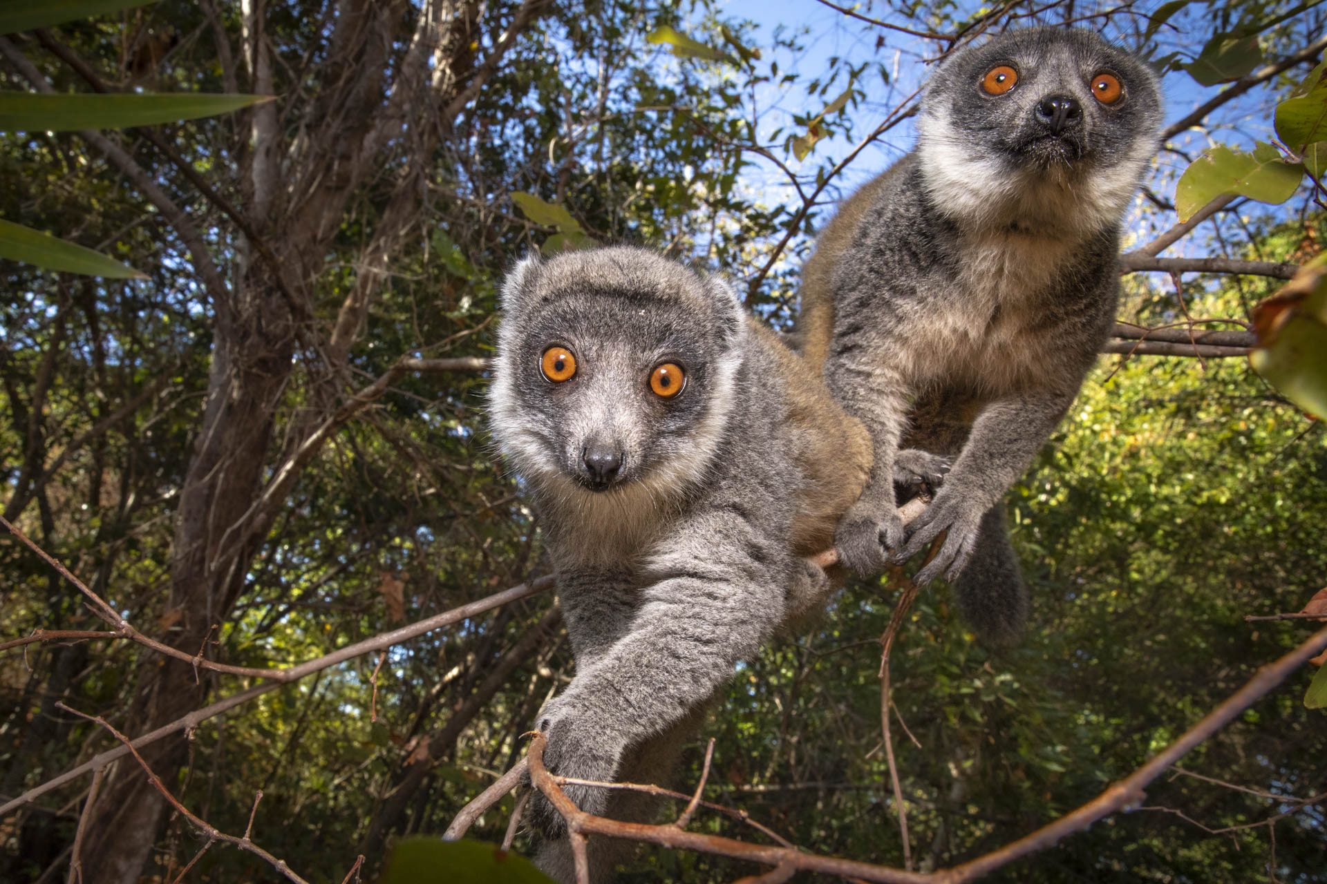 Biodiversity in Madagascar, Conservation Efforts, Environmental Guardians, Yves Rocher Foundation, 1920x1280 HD Desktop