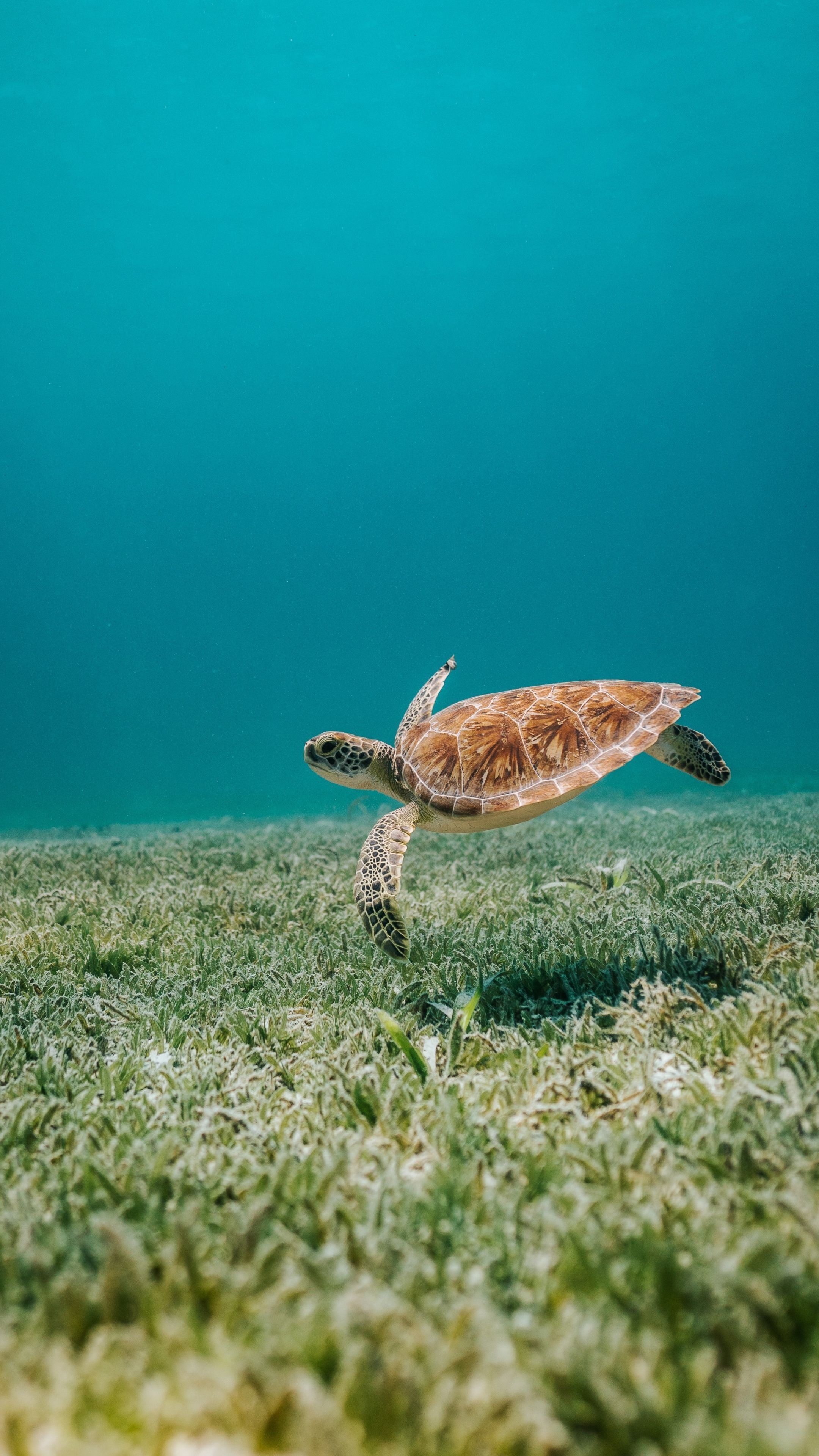 The Red Turtle, Oceanarium Wallpaper, 2160x3840 4K Phone