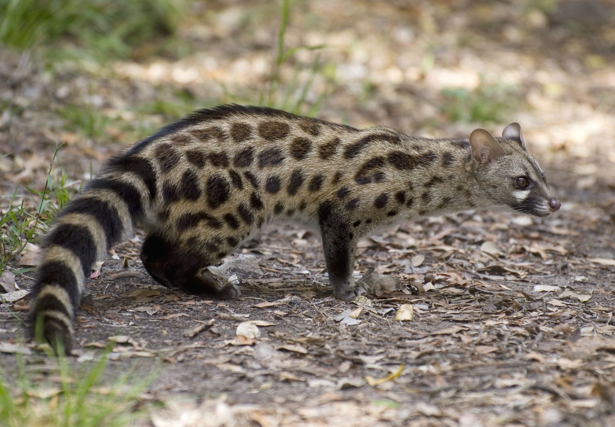 Civet wallpaper, Stylish background, 2080x1450 HD Desktop