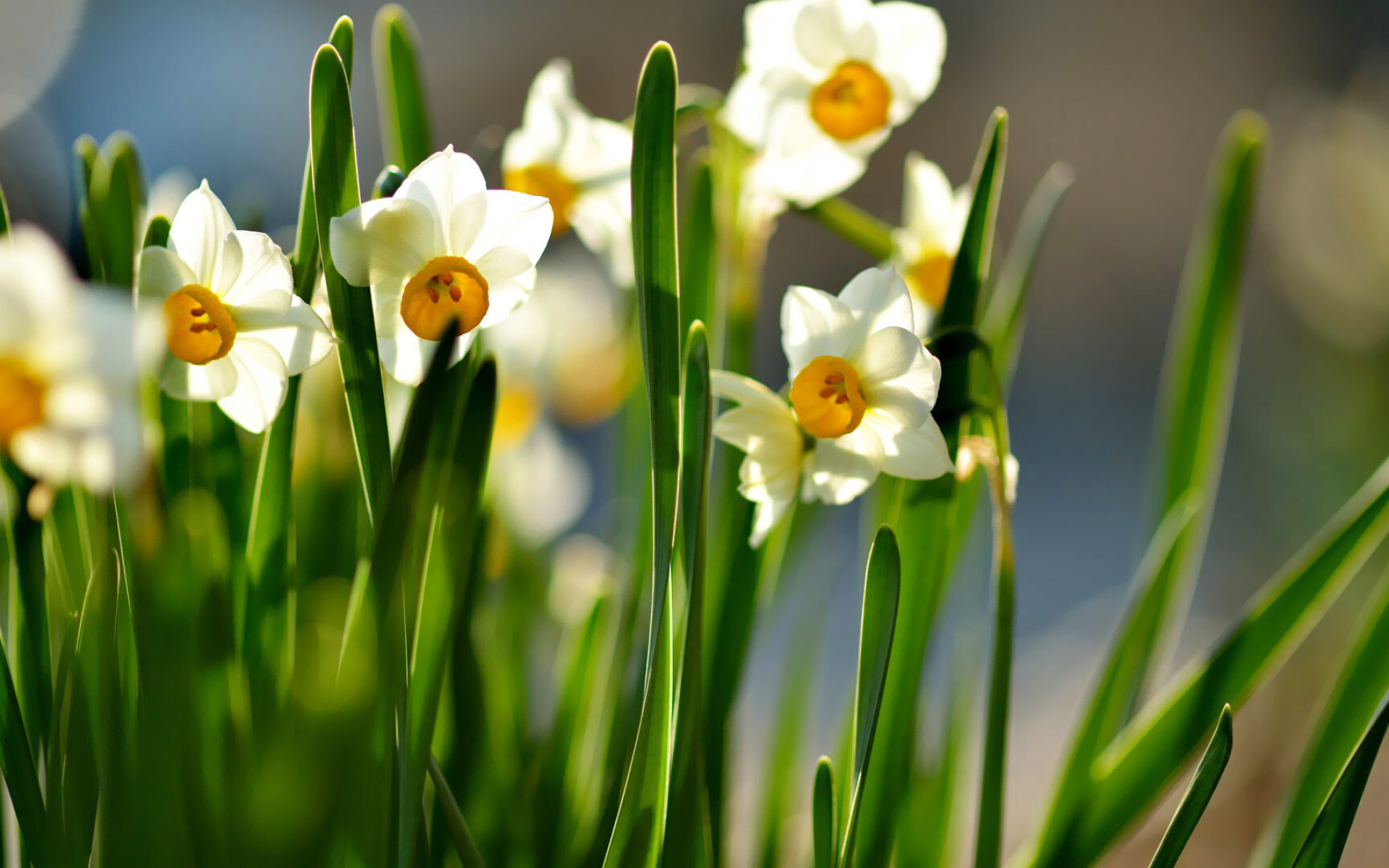 White and orange daffodils, Floral wallpaper, Nature's grace, Elegant beauty, 1920x1200 HD Desktop