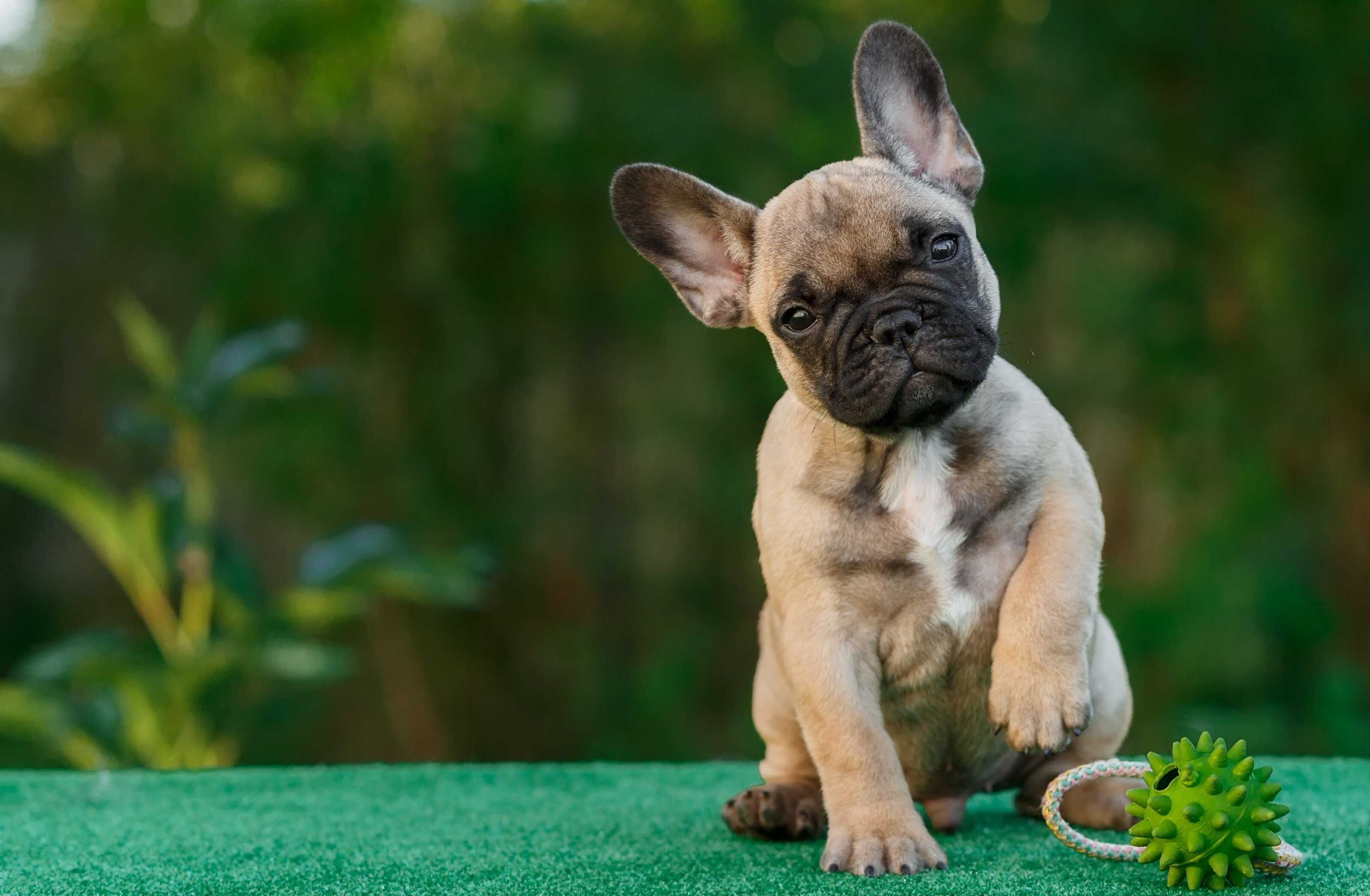 French Bulldog, Dogs Wallpaper, 3200x2100 HD Desktop