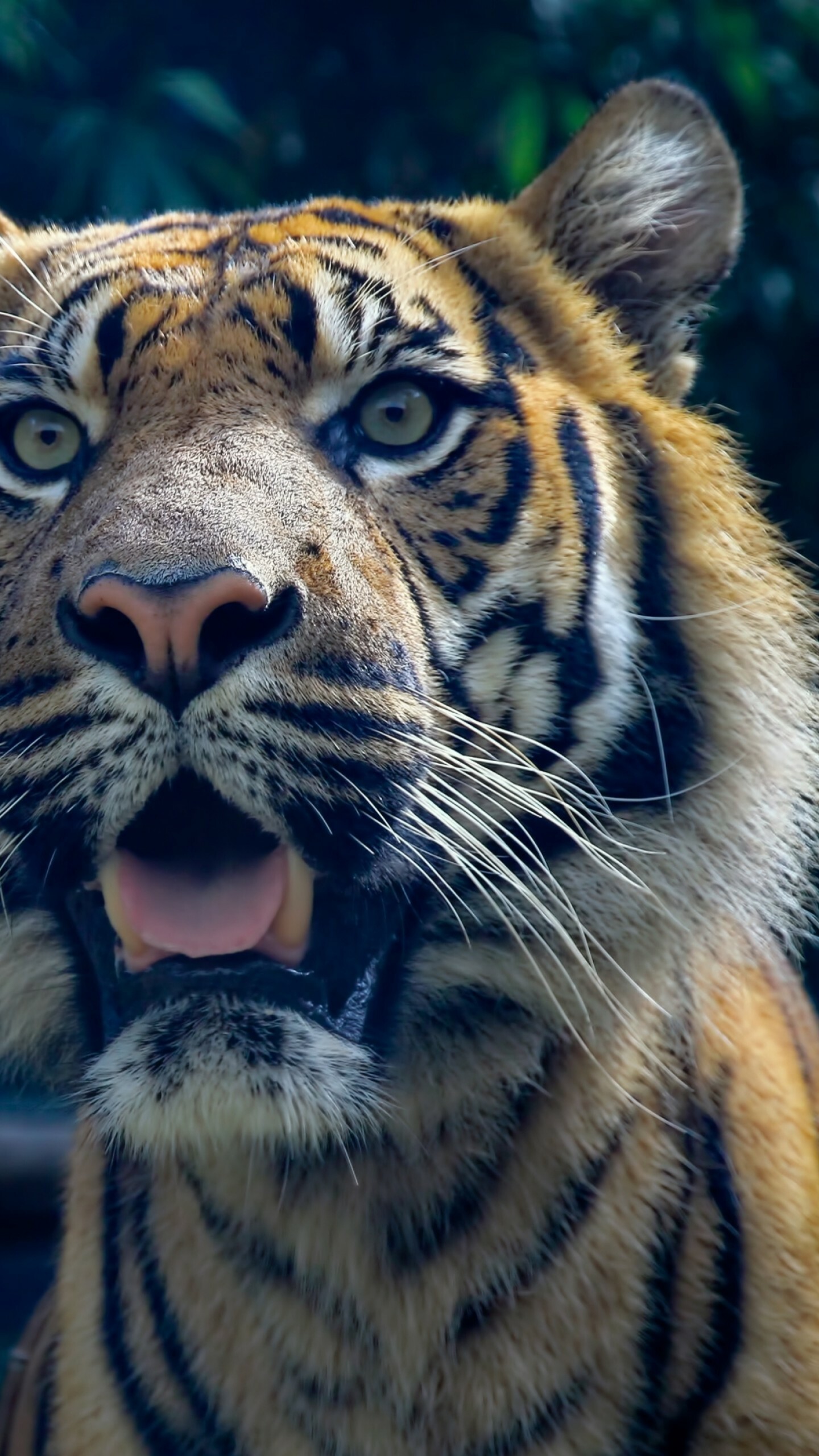 Sumatran tiger beauty, Amazing eyes and fur, 4K HD wallpaper, Unique and captivating, 1440x2560 HD Phone