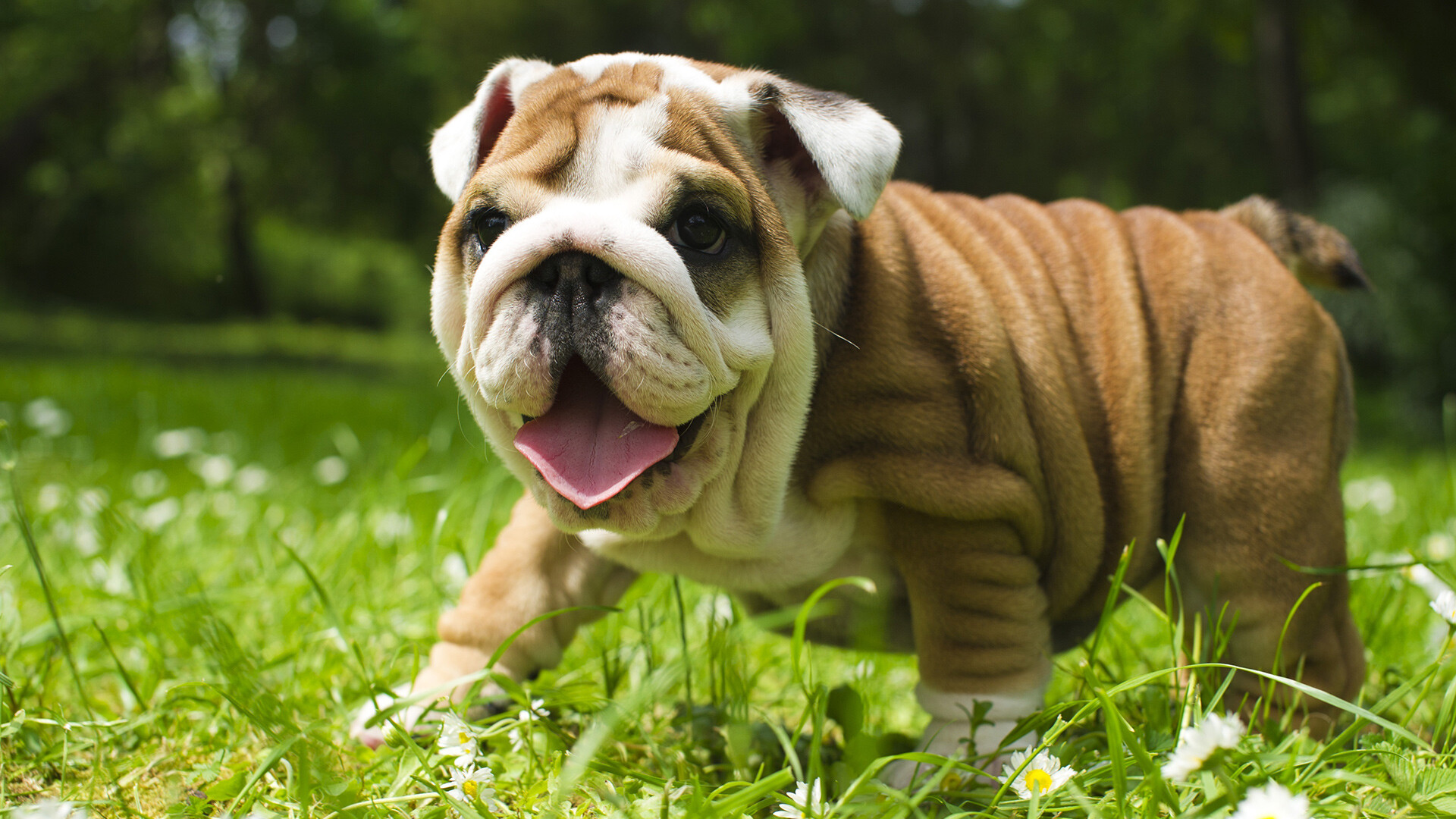 Bulldog, Puppy wallpaper, Background image, Adorable pet, 1920x1080 Full HD Desktop