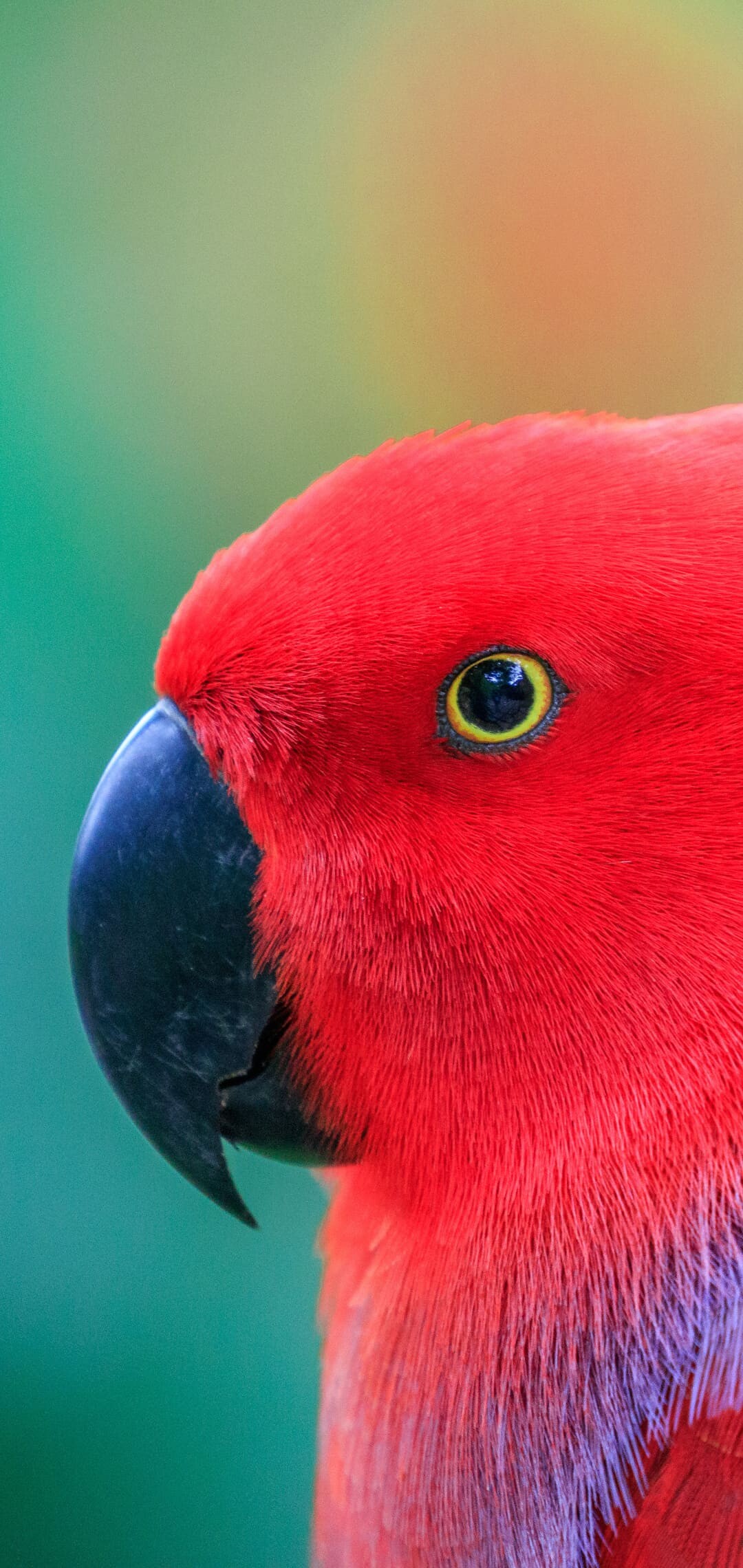 Eclectus, Parrots Wallpaper, 1080x2280 HD Phone