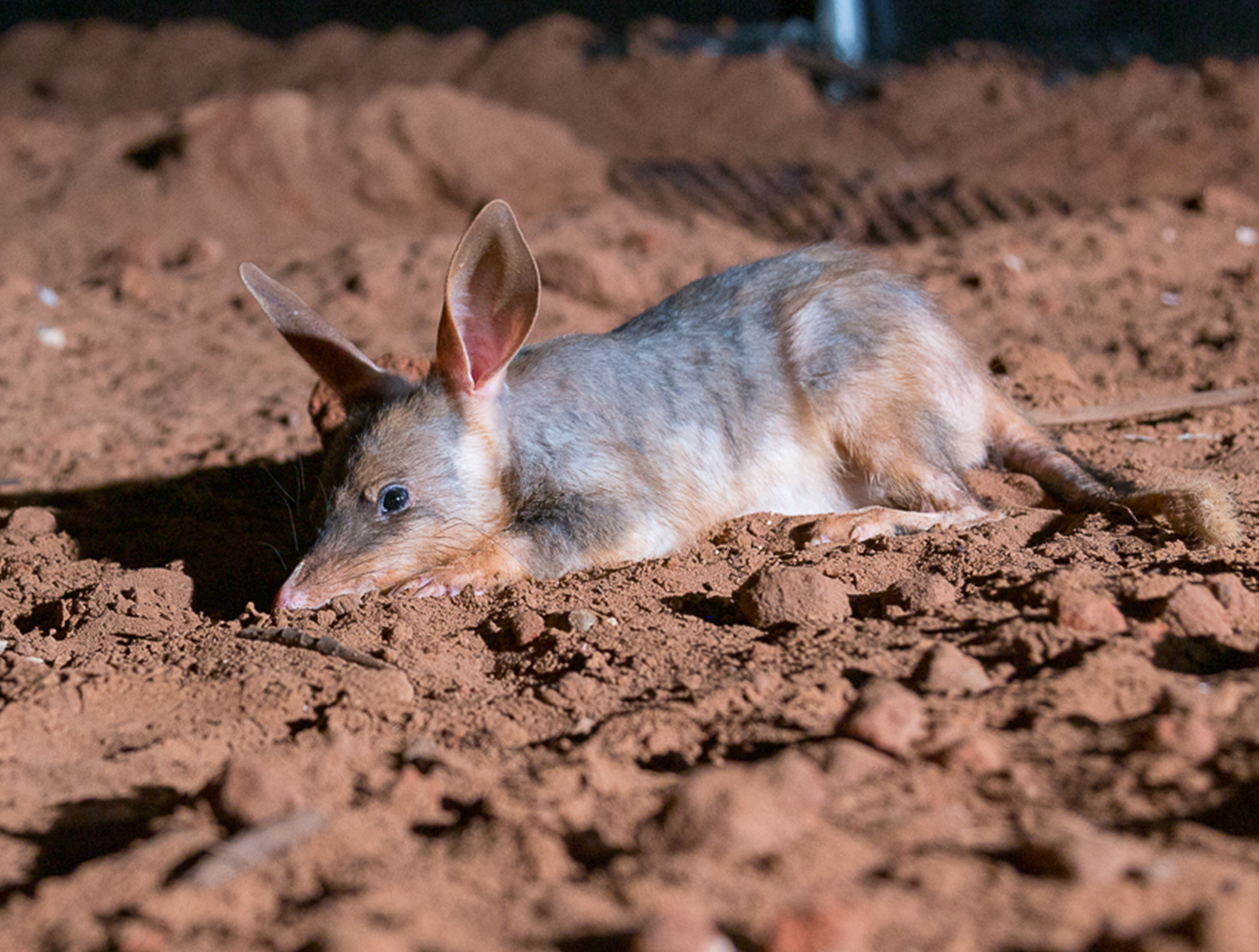 Macrotis (Bilby), Save the bilby fund, Australian marsupials, Bilby conservation, 2100x1590 HD Desktop