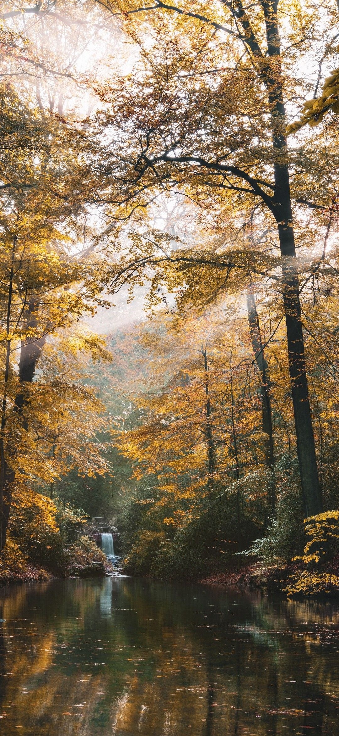 Autumn forest, Landscapes Wallpaper, 1080x2340 HD Phone