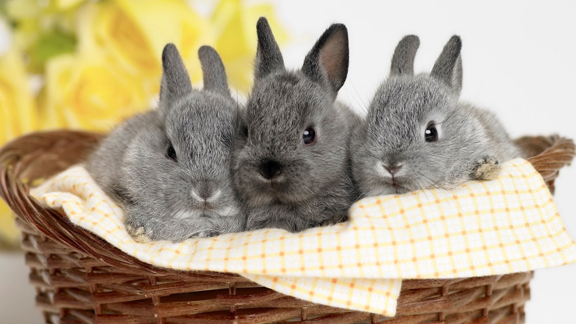 Bunny, HD wallpaper collection, Cute bunny pictures, Animal backgrounds, 1920x1080 Full HD Desktop