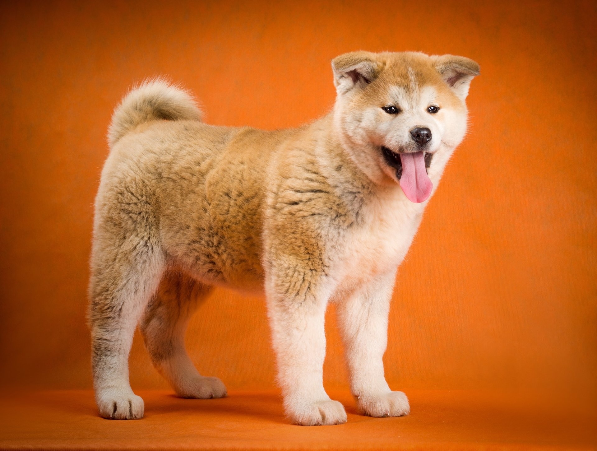 Hokkaido Dog, 4k akita, Papis de parede, 1920x1450 HD Desktop