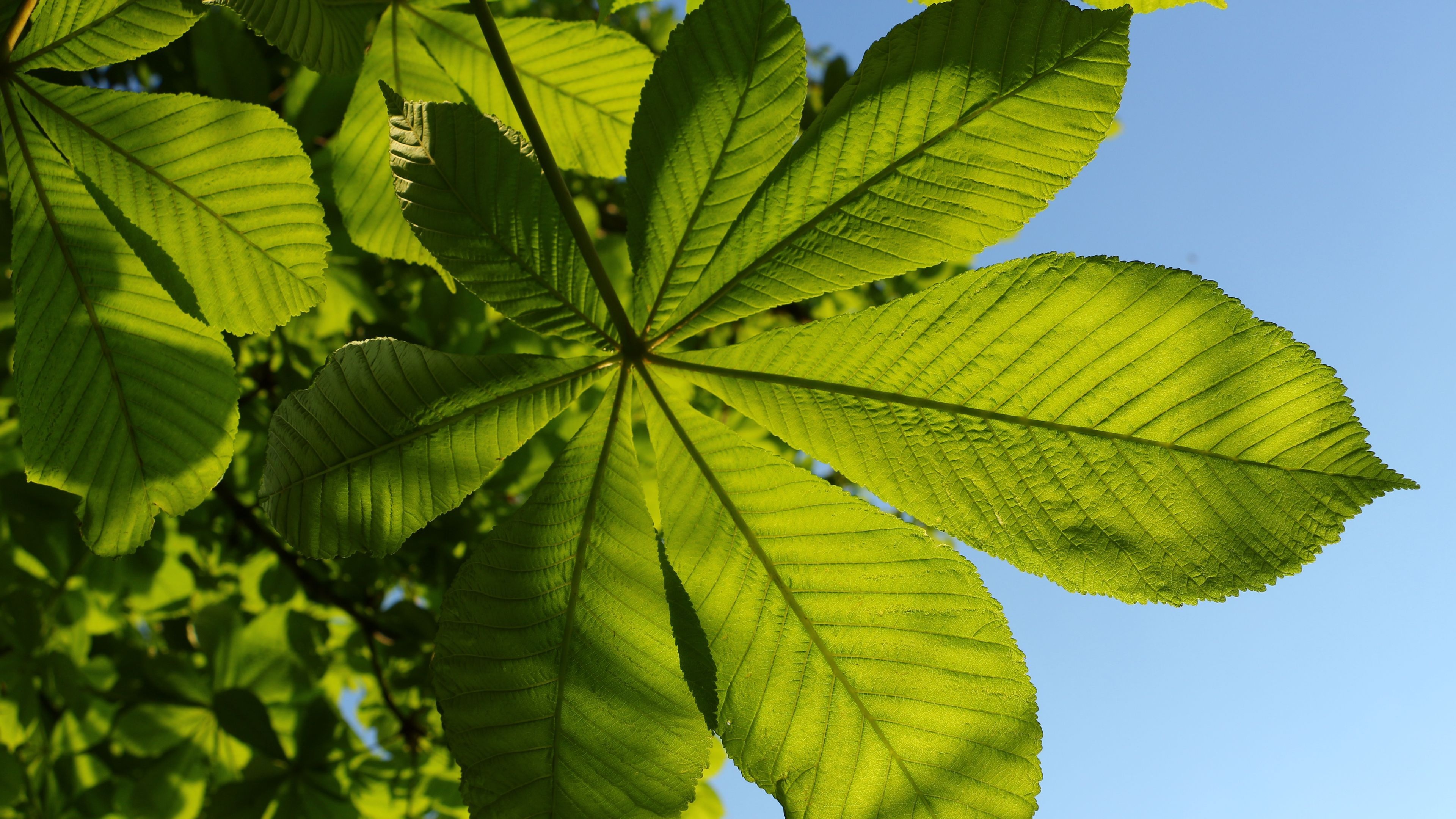 Chestnut tree, 4k, Natural beauty, Thin nhin, 3840x2160 4K Desktop