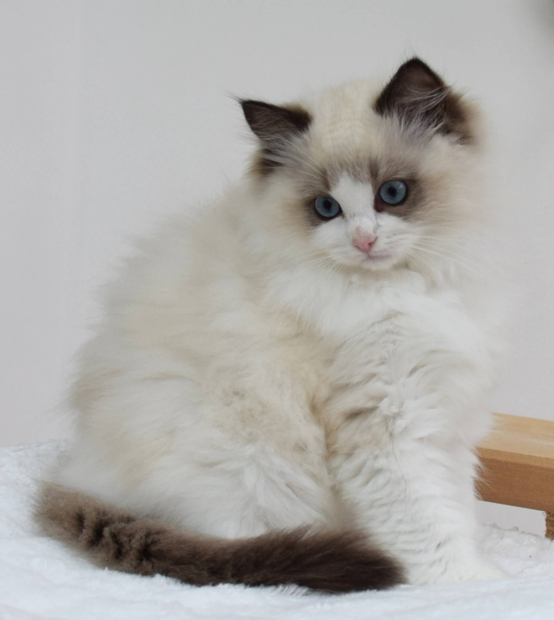 Brilliant Birman, Cat and kitten, Breed information, Cat care, 1890x2110 HD Phone