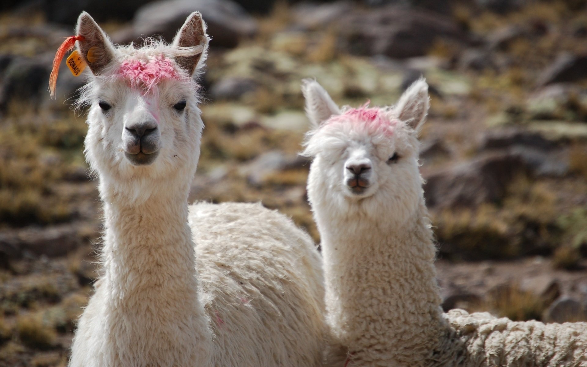 Couple, Alpacas Wallpaper, 1920x1200 HD Desktop