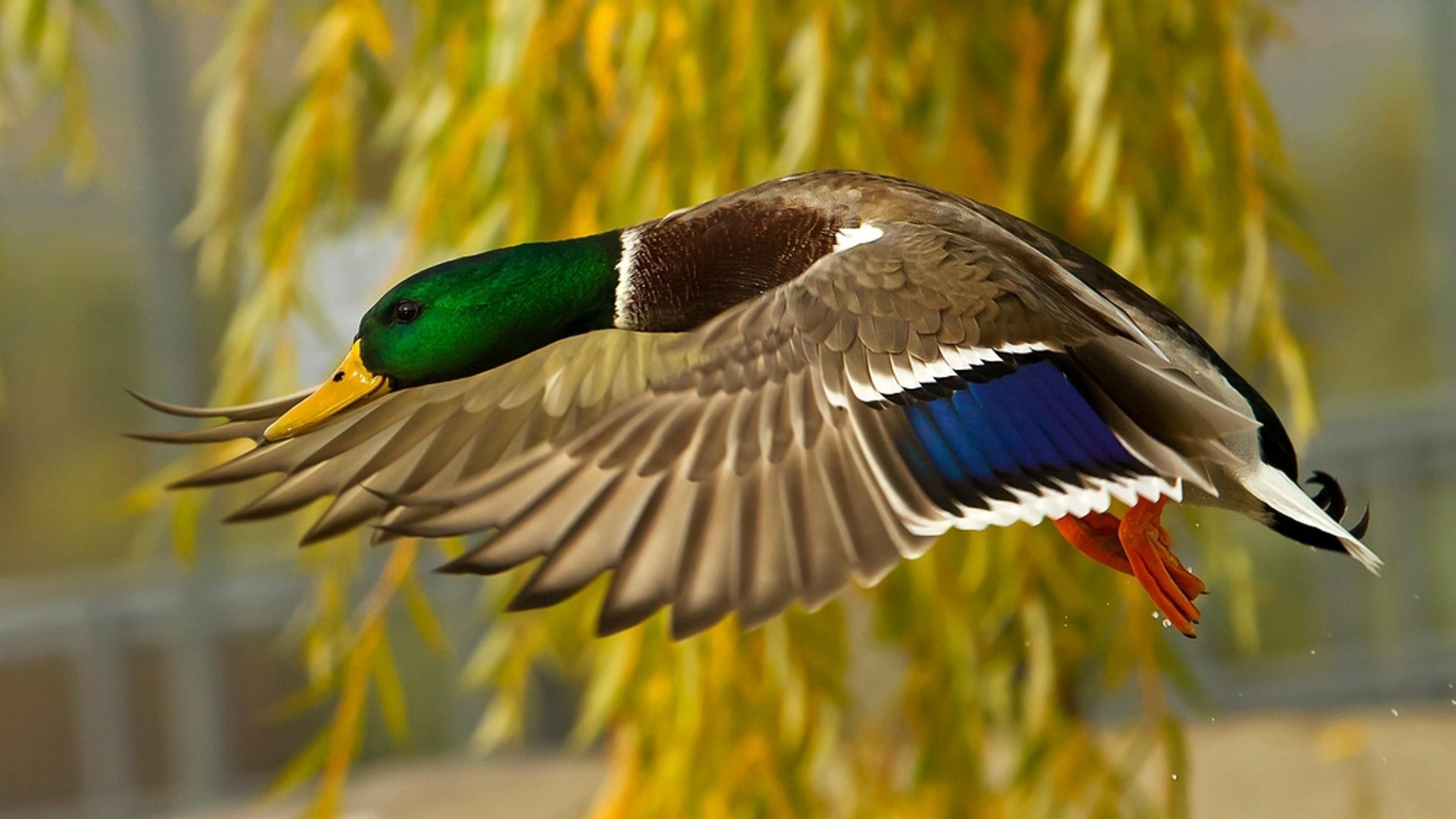 Mallard duck in flight, HD wallpaper download, Mobile and computer screens, High resolution, 3840x2160 4K Desktop