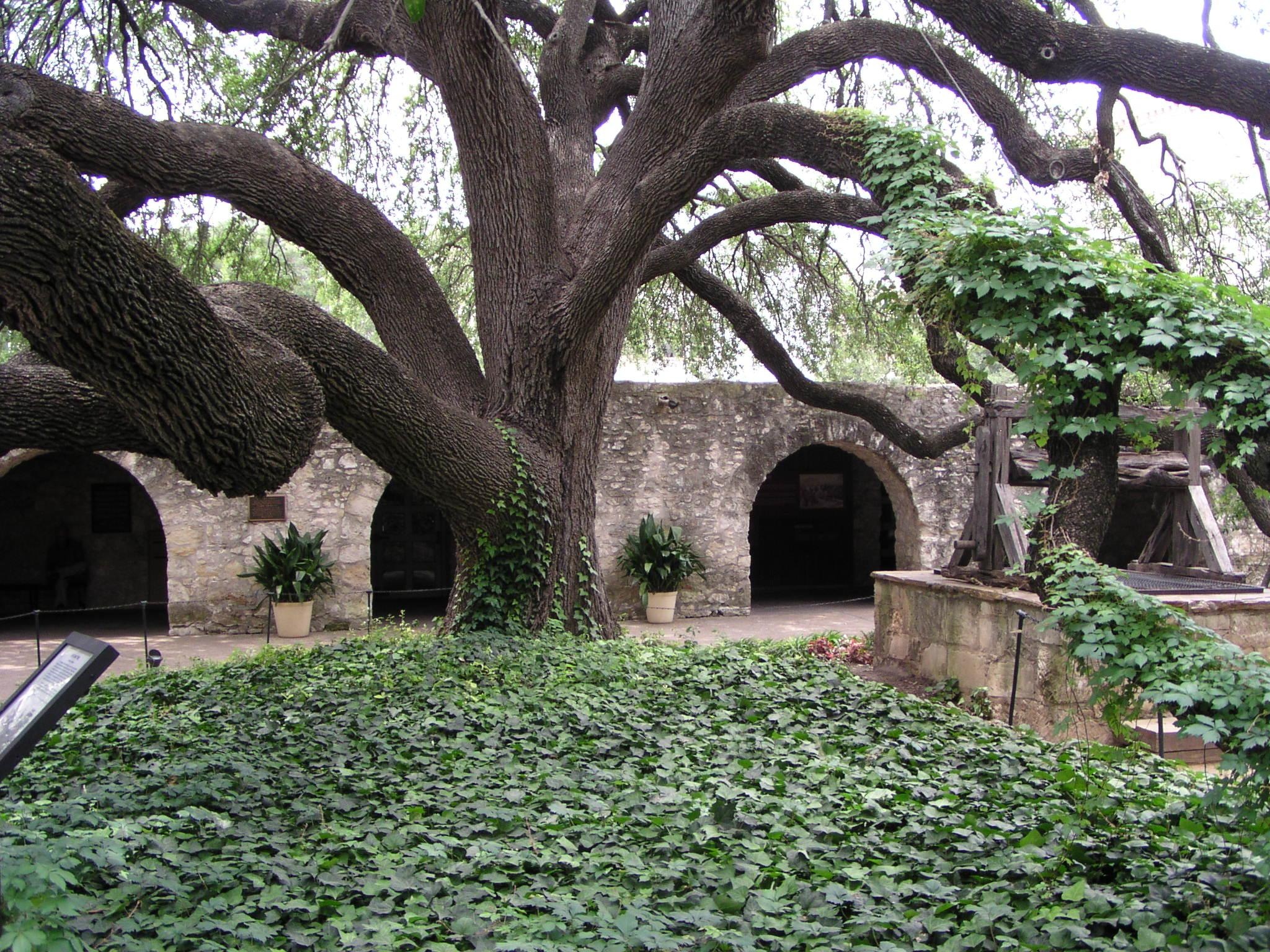 Oak tree, The Alamo (San Antonio) Wallpaper, 2050x1540 HD Desktop