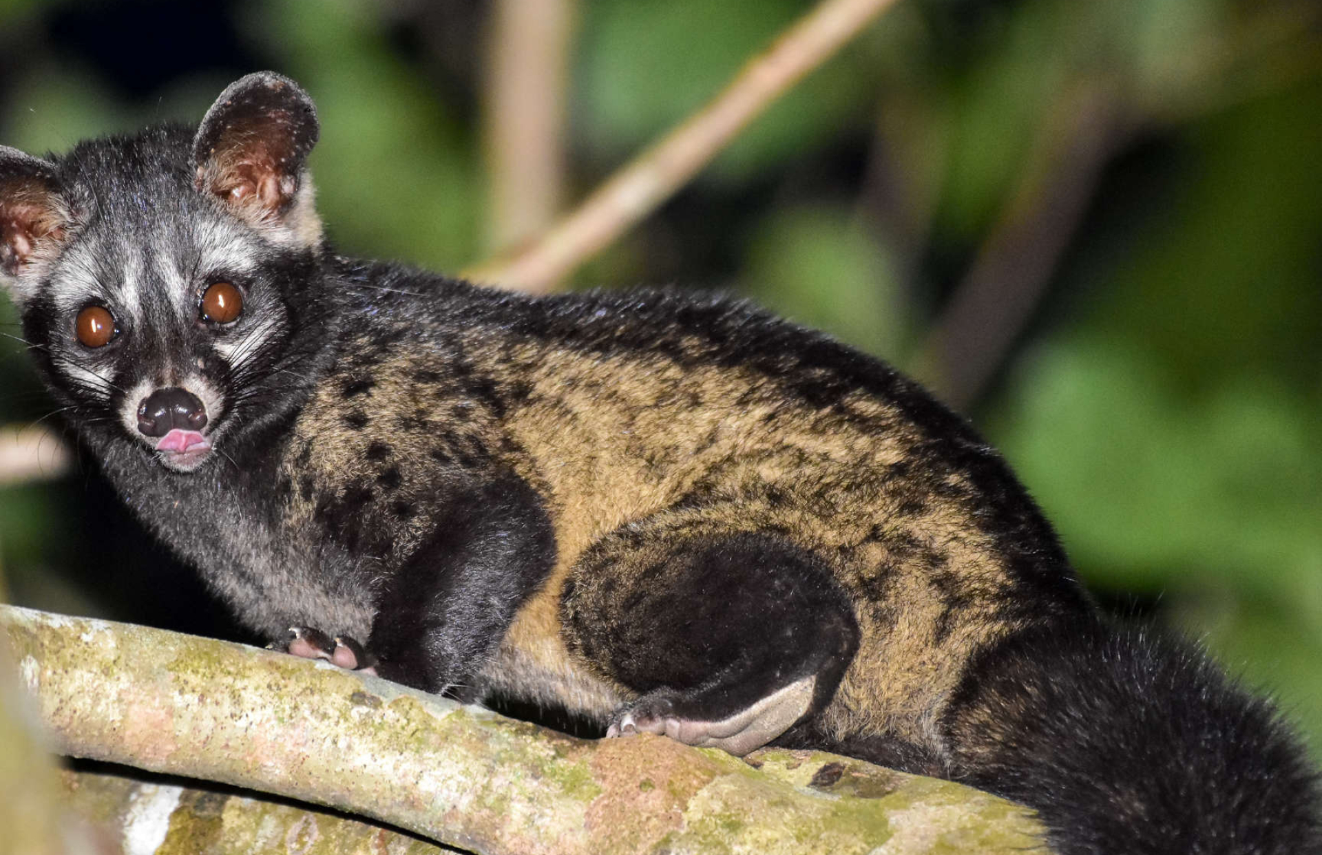 Common Palm Civet, Paradoxurus Hermaphroditus, Fascinating mammal, Intriguing creature, 1920x1250 HD Desktop