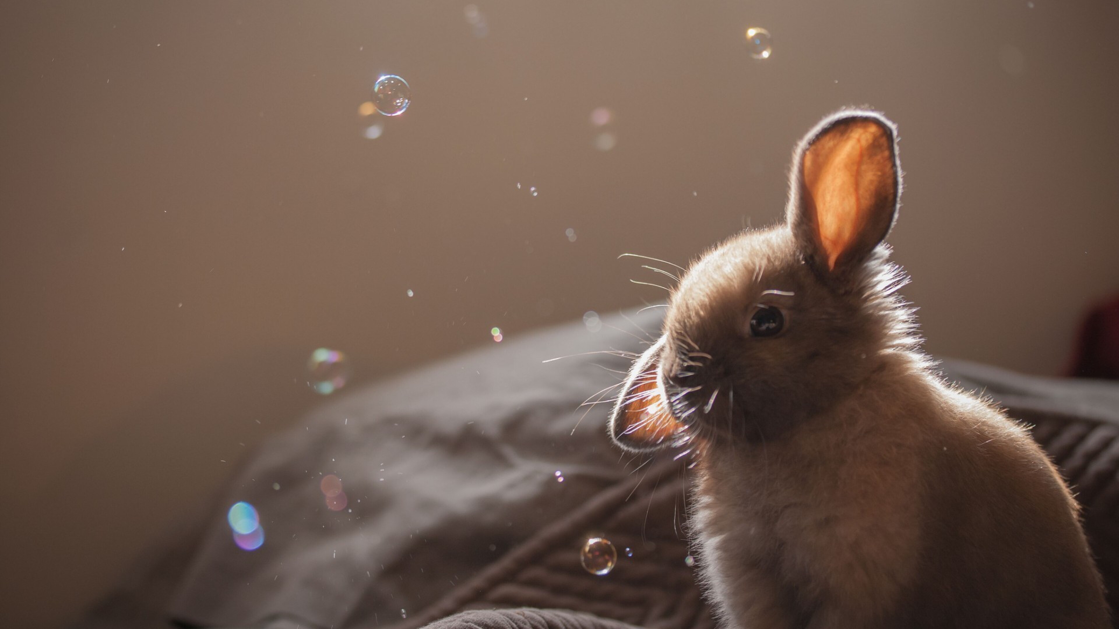 Cute rabbit 2, Animals in 4K, HD bunny wallpapers, Captivating bunny imagery, 3840x2160 4K Desktop