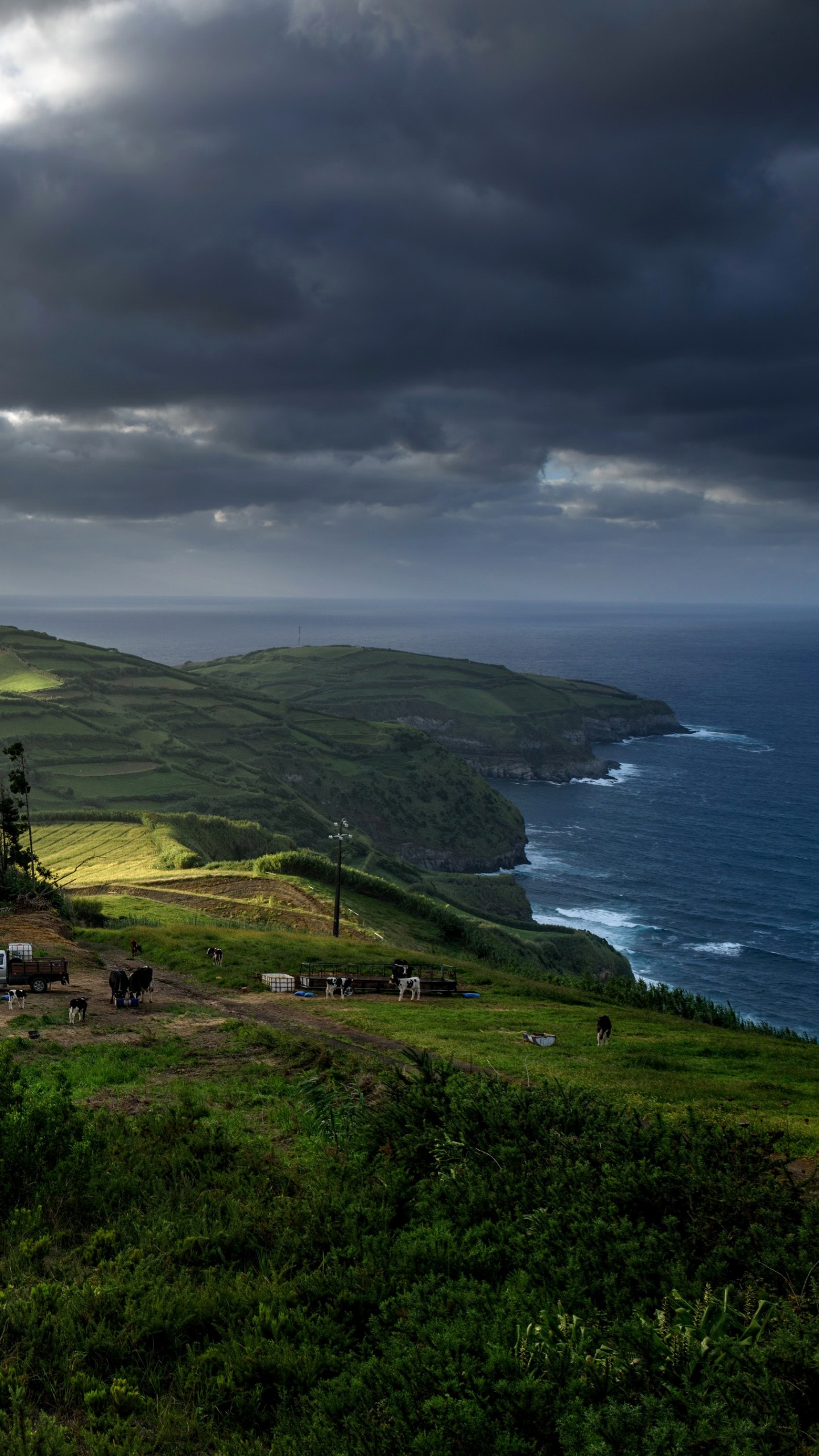 Portugal's beauty, Azores hills, Sunlit pines, Majestic trees, 1440x2560 HD Phone