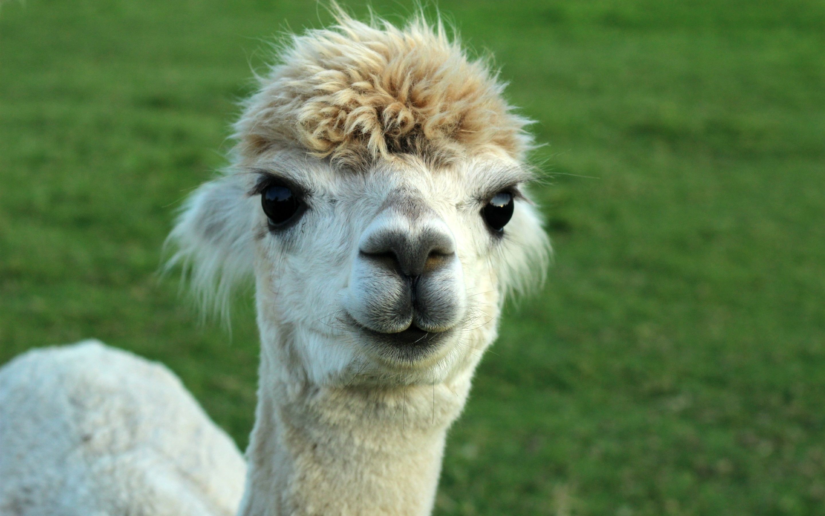 Alpaca elegance, Striking beauty, Stunning poses, Nature's marvels, 2880x1800 HD Desktop