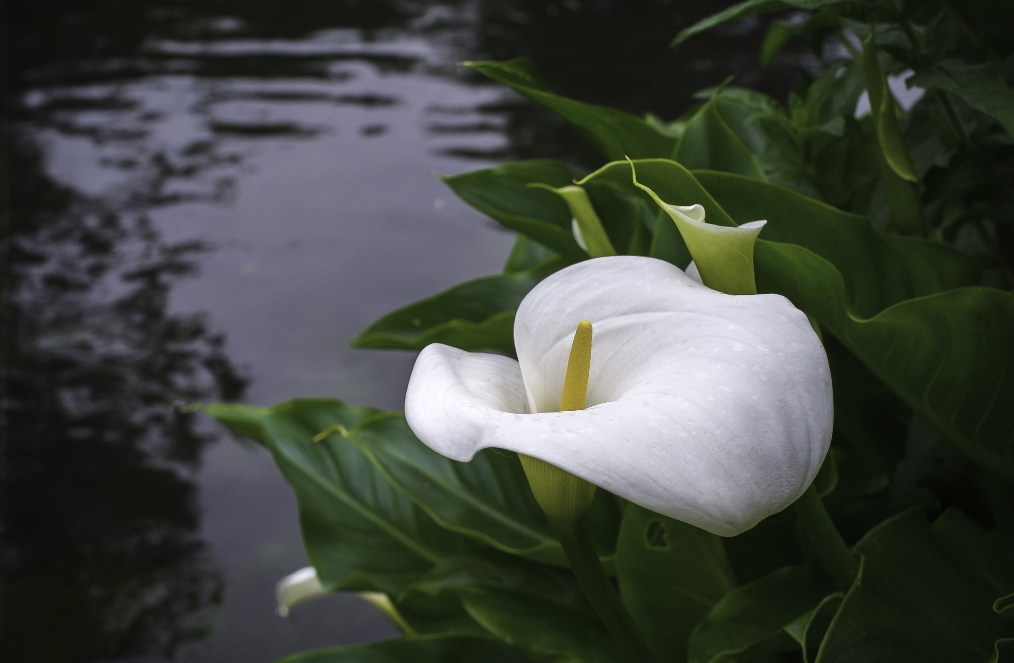 Calla Lily, HD wallpaper background, Nature's allure, Floral masterpiece, 2050x1340 HD Desktop