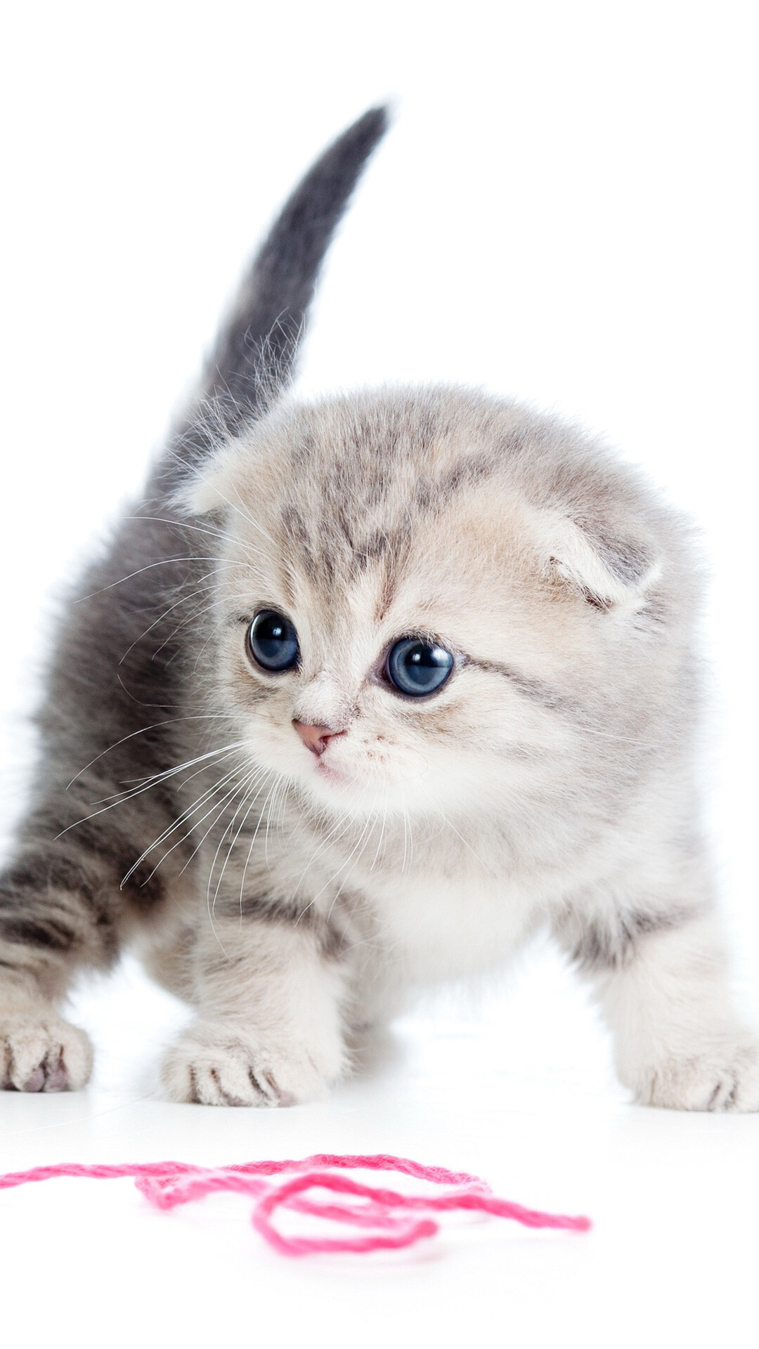 Scottish Fold, Playful kitten, Thread ball, HD cat, 1080x1920 Full HD Phone