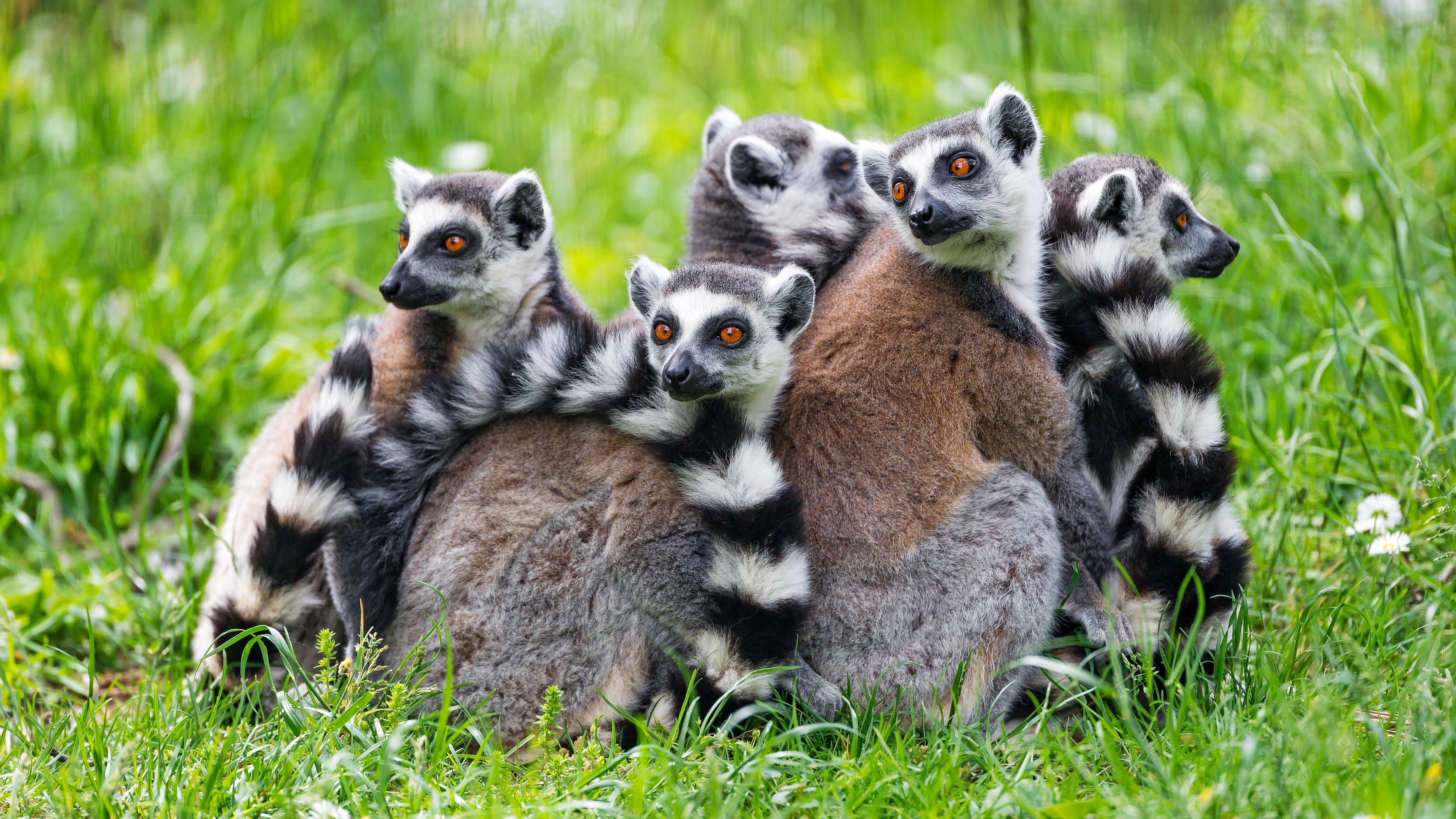 Lemur 4K Ultra HD, Stunning visuals, Detailed imagery, High-resolution, 3840x2160 4K Desktop