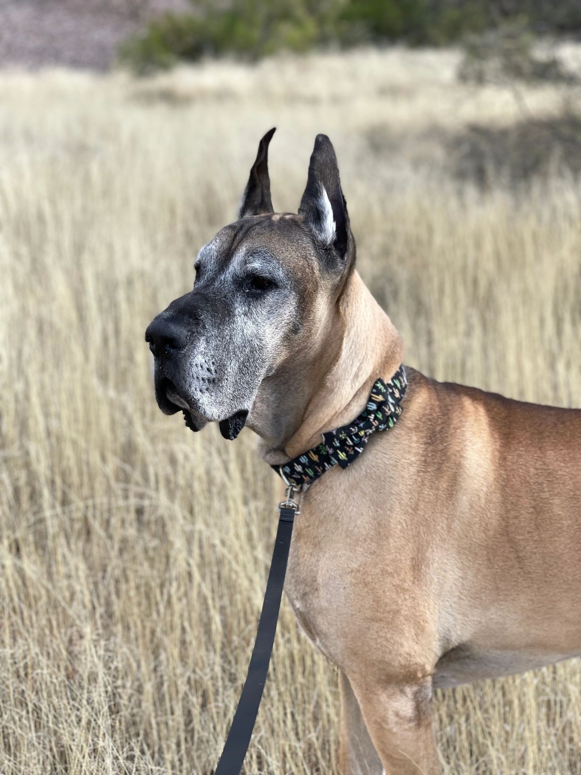 Fawn, Great Danes Wallpaper, 1920x2560 HD Phone