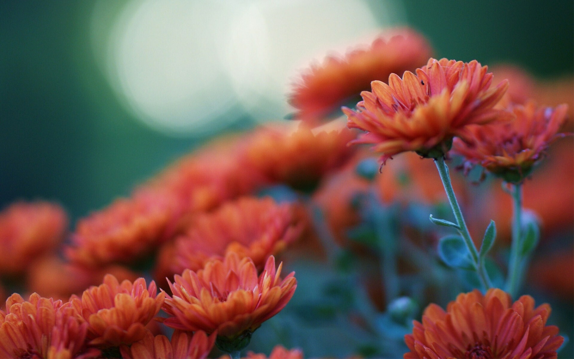 Chrysanthemums background, Floral wallpapers, Colorful beauty, Tranquil backdrop, 1920x1200 HD Desktop