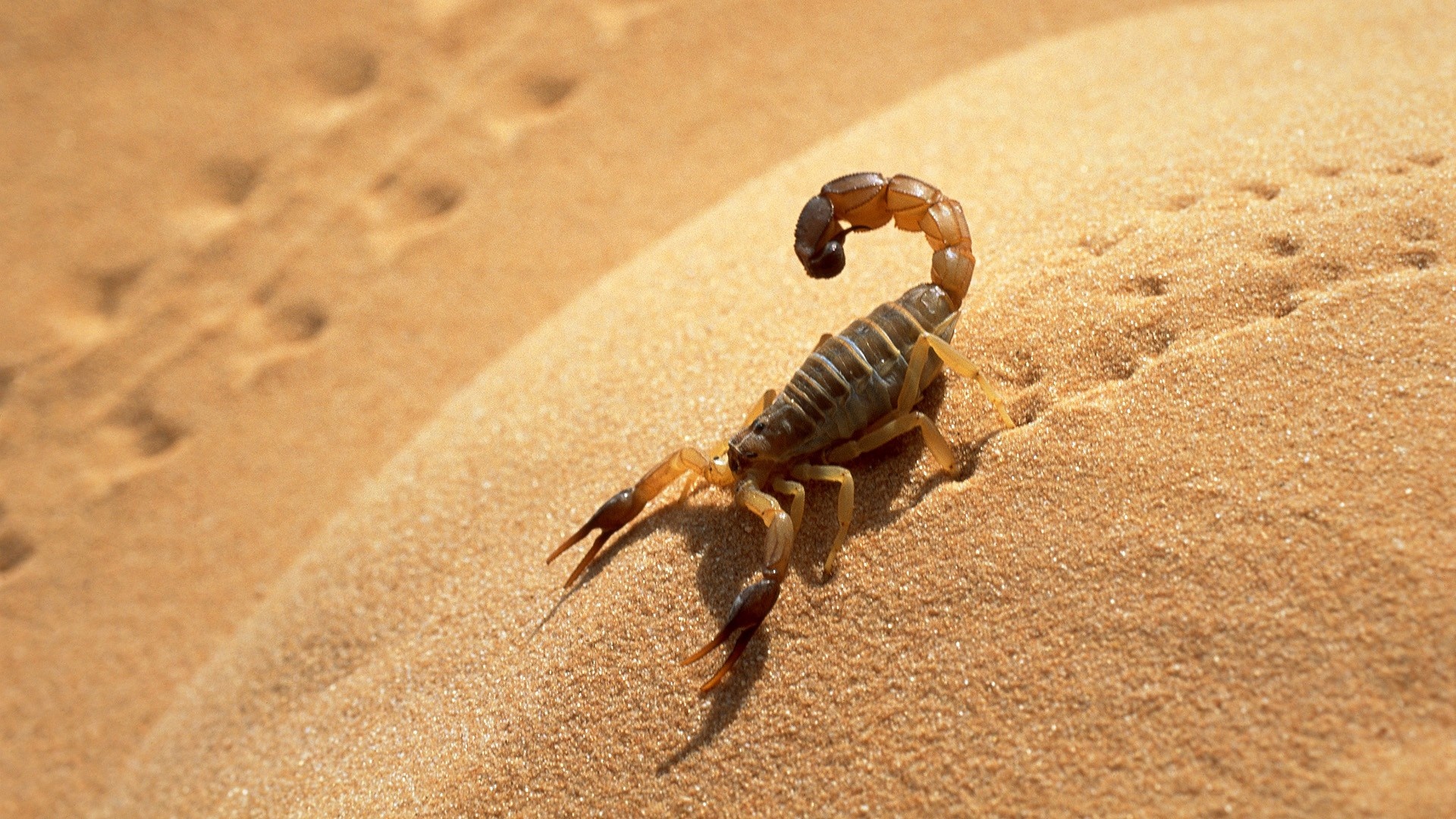 Scorpion, Algeria Wallpaper, 1920x1080 Full HD Desktop