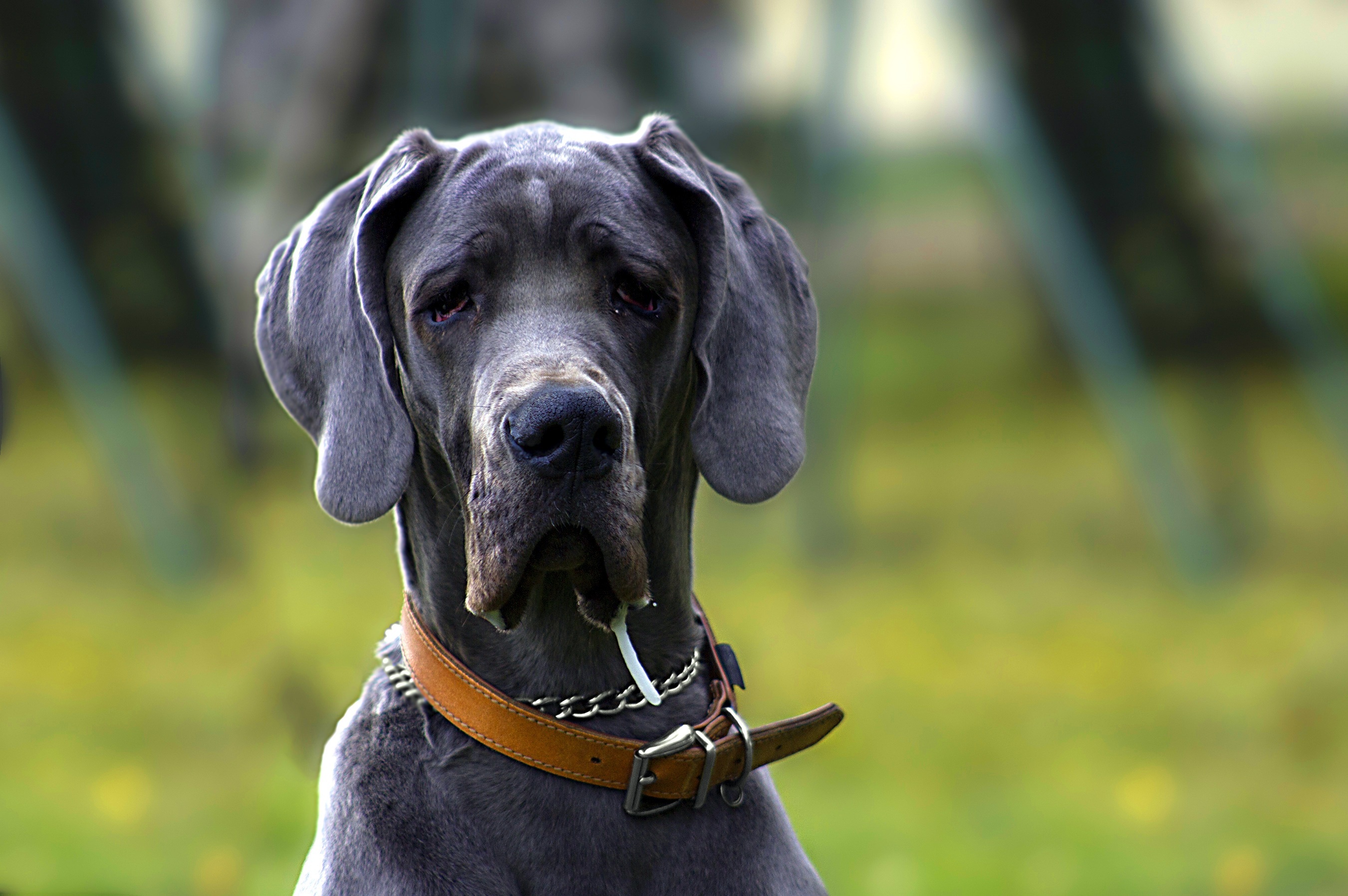 Blue, Great Danes Wallpaper, 2710x1800 HD Desktop