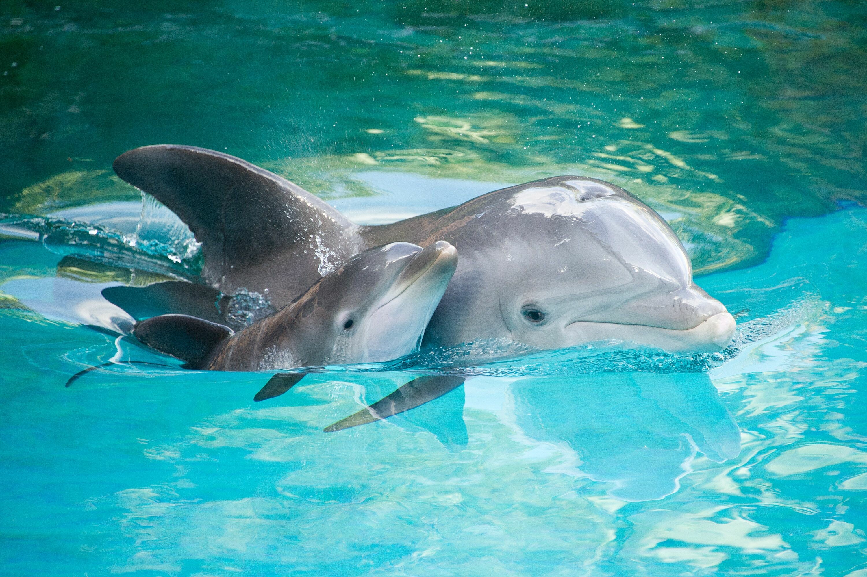 Mother and baby, Dolphins Wallpaper, 3000x2000 HD Desktop