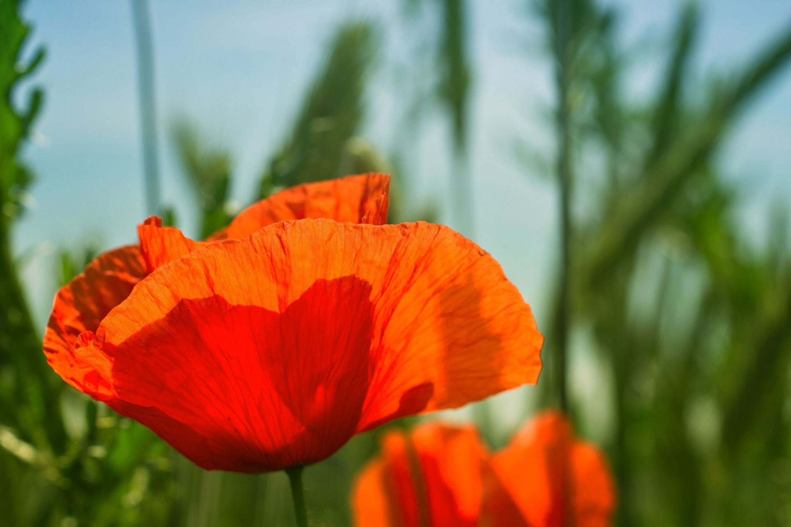 Poppy flower wallpapers, Ryan Anderson's collection, Delicate petals, Floral charm, 2560x1710 HD Desktop