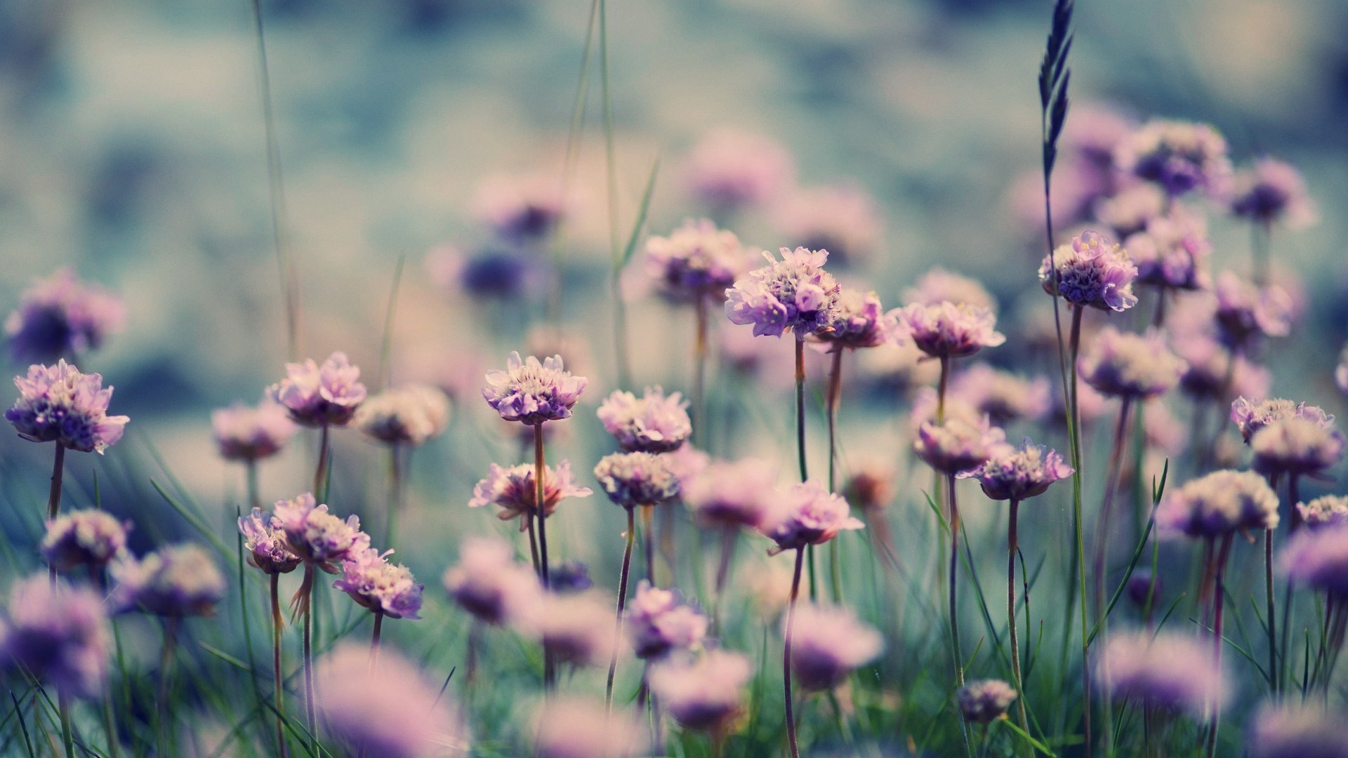 Vibrant lavender field, Summer nature beauty, 1920x1080 Full HD Desktop