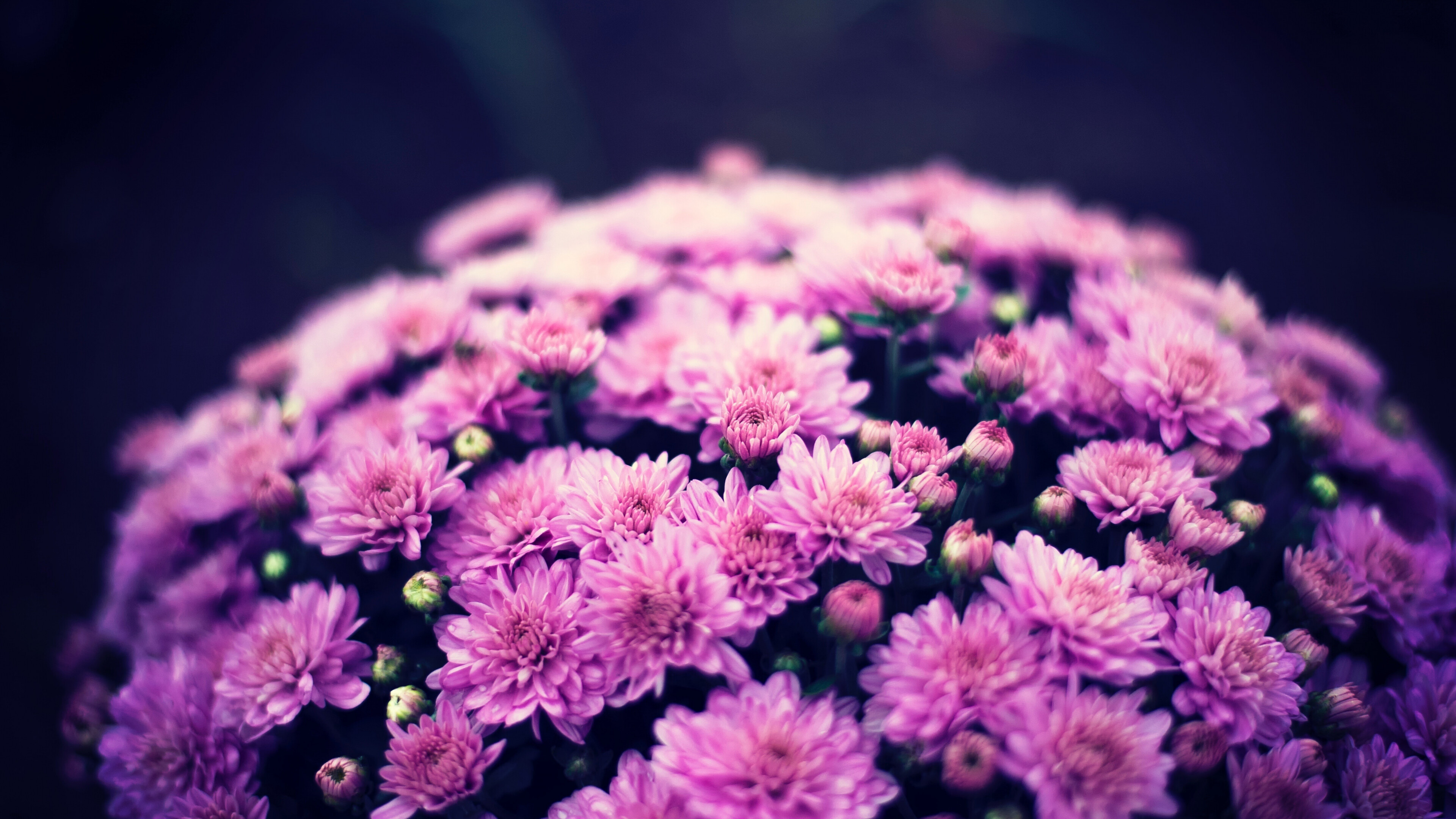 Chrysanthemum flowers bouquet, 4K nature wallpaper, Widescreen wallpaper, HD image background, 3840x2160 4K Desktop